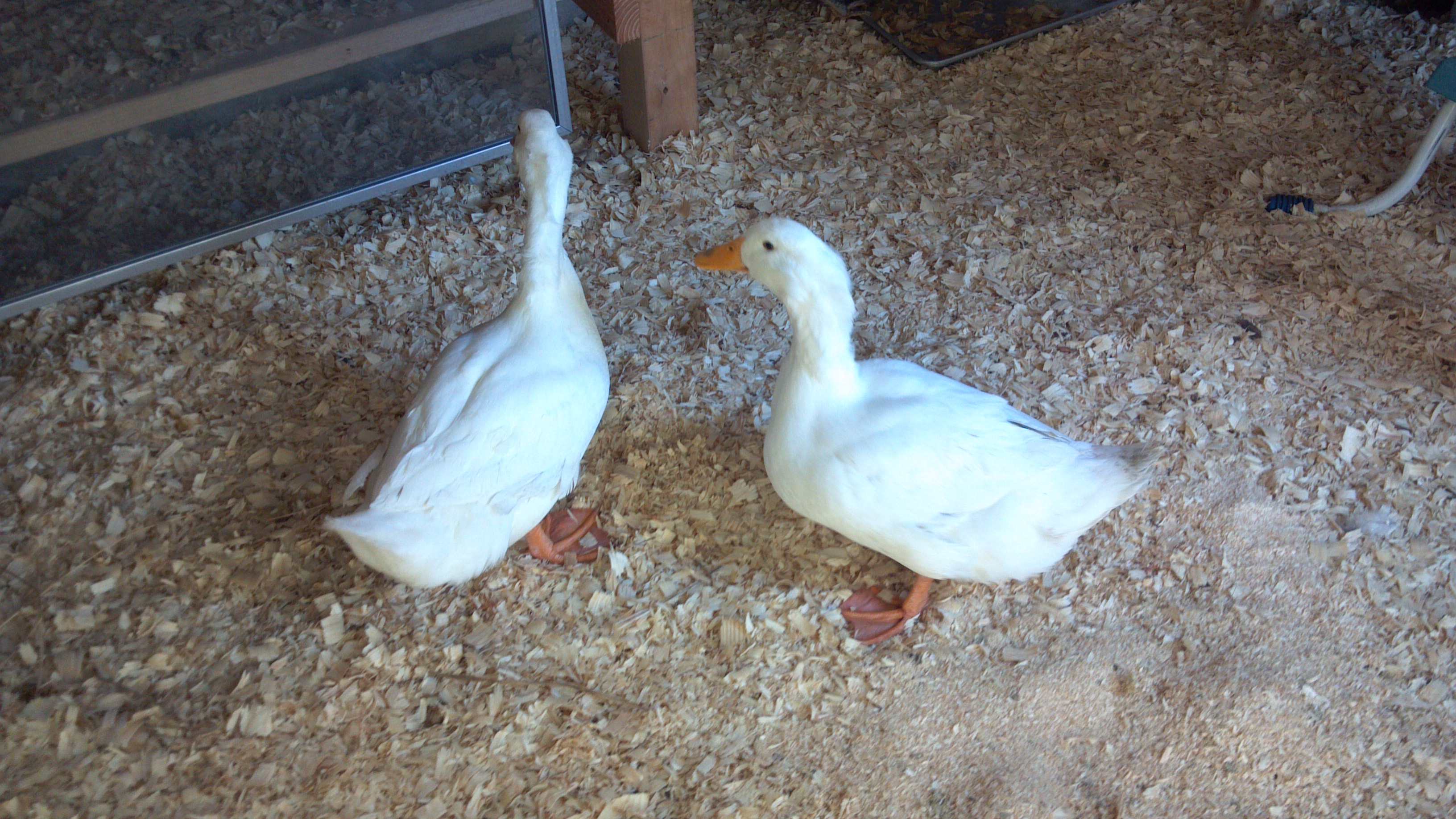 Pekin Ducks Mojo and JoJo