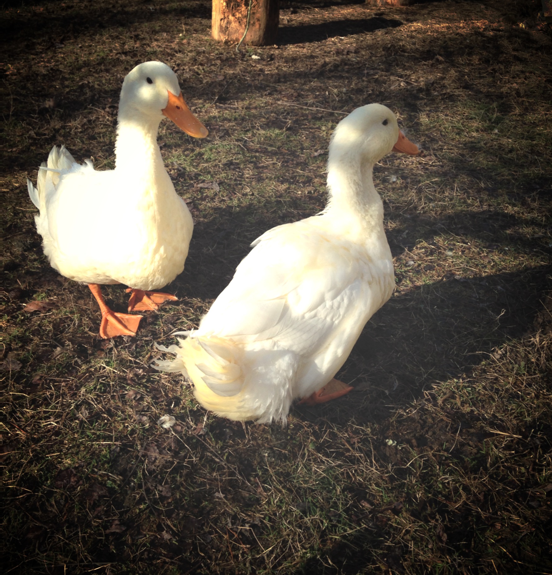Pekin ducks