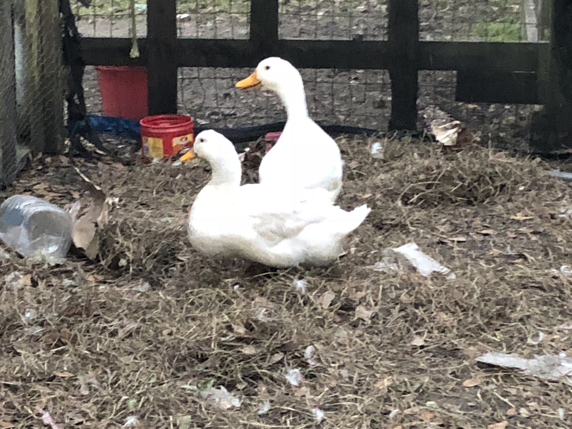 Pekin ducks