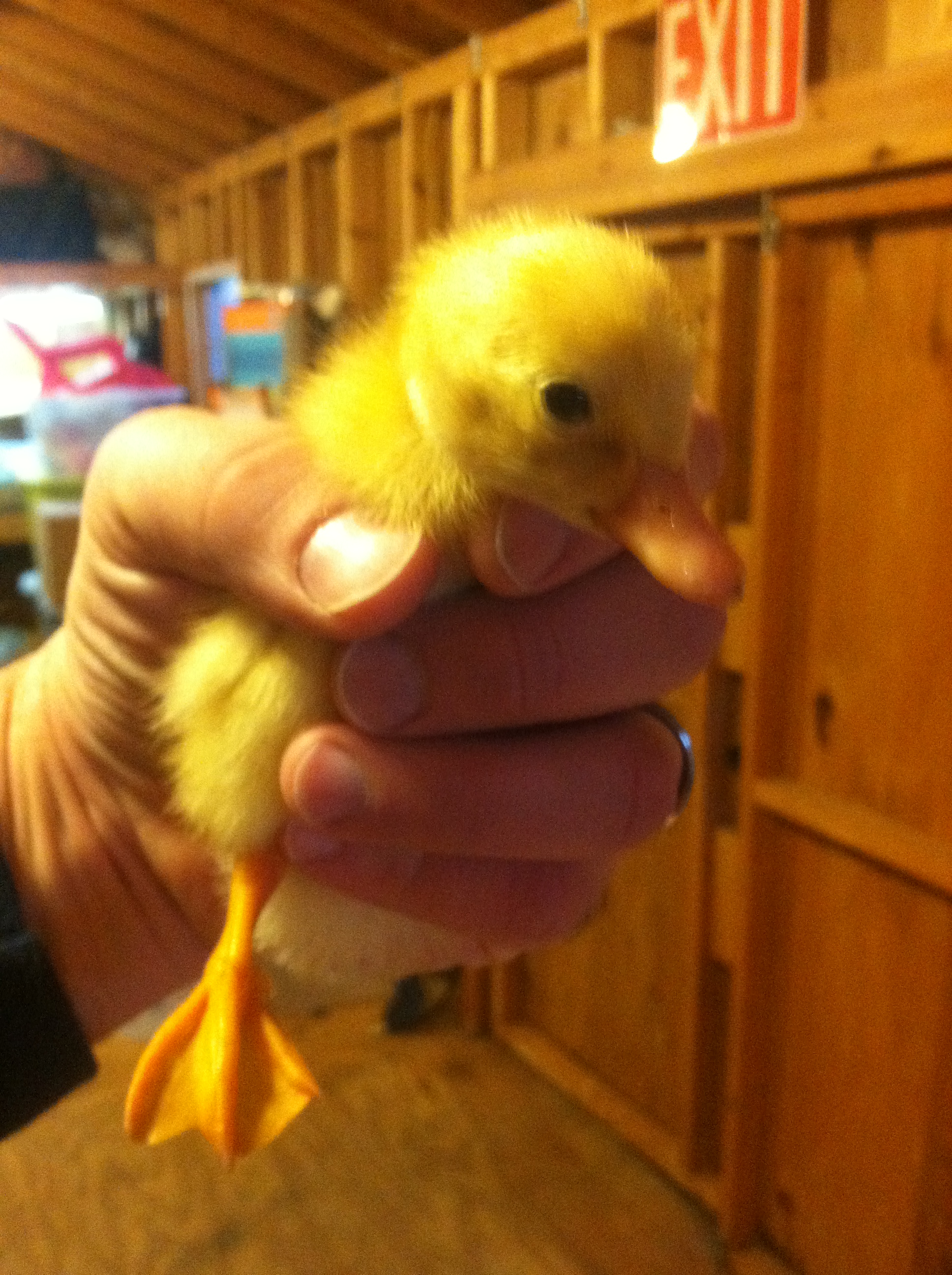 Pekin