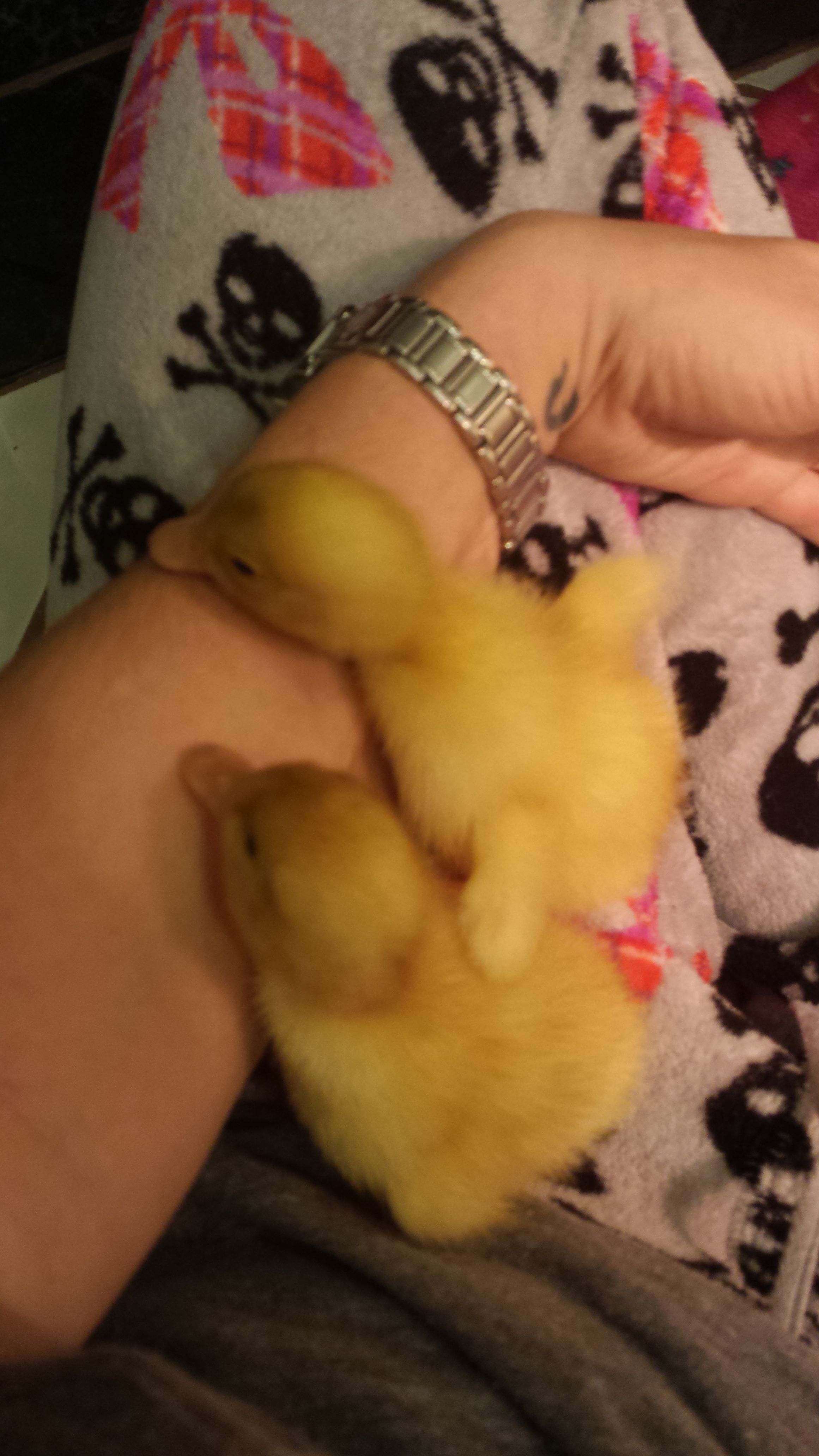 Peking ducklings