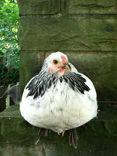 Pema sitting on on her lovely feathered feet