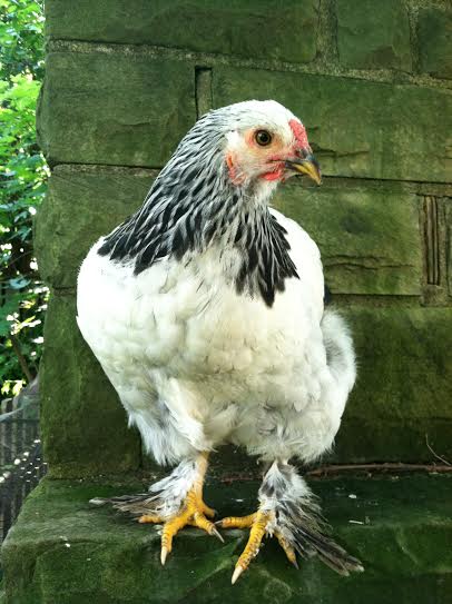 Pema the Brahma