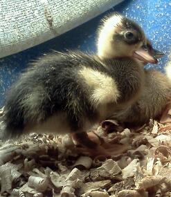 Penciled Call Duckling/ early 2013