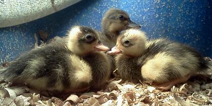 Penciled Call Ducklings w/ Blue Dusky Duckling/ hatched early 2013