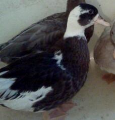 Pencilled drake held back as breeder