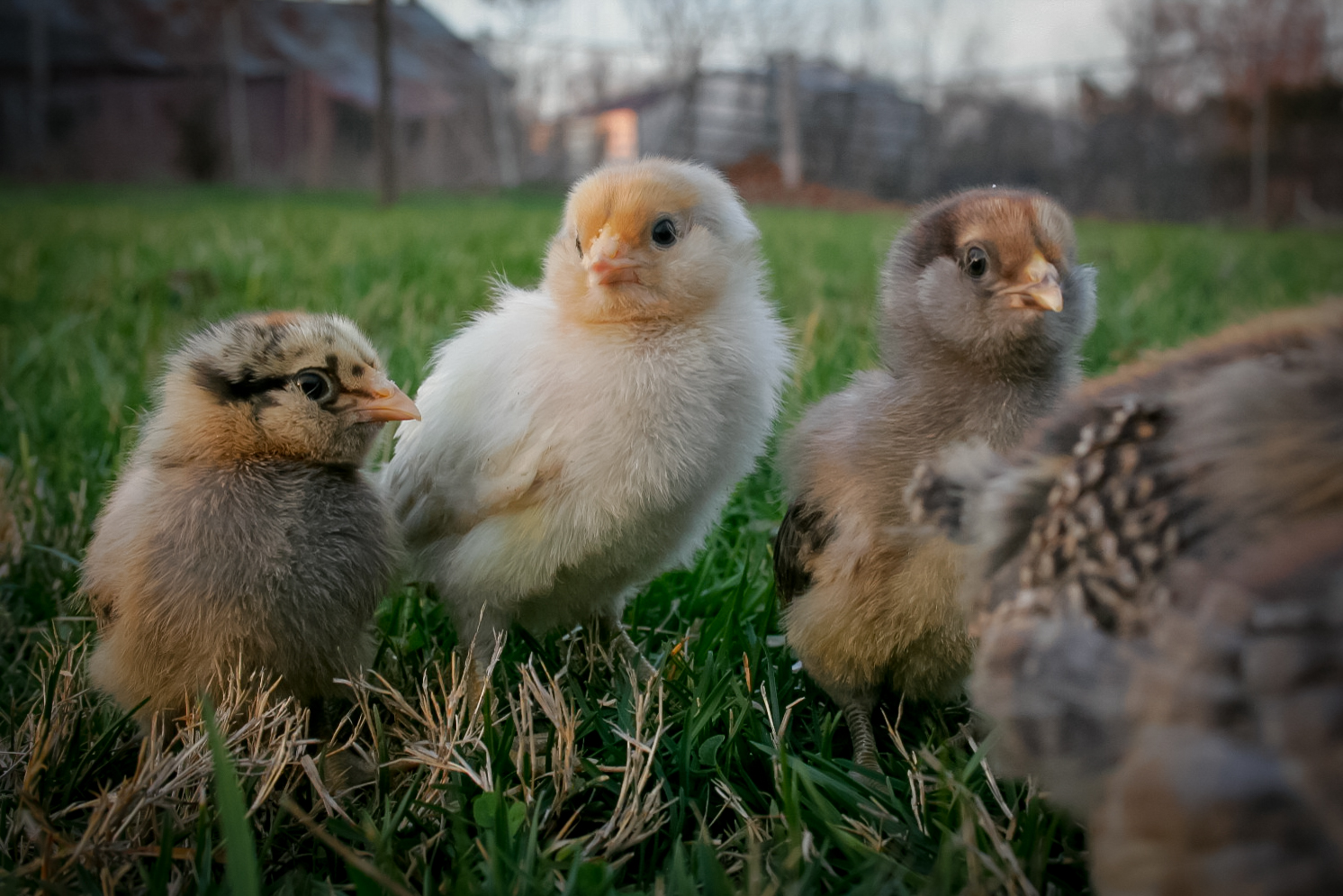 Penelope, Daisy, Octavia (10 days old)