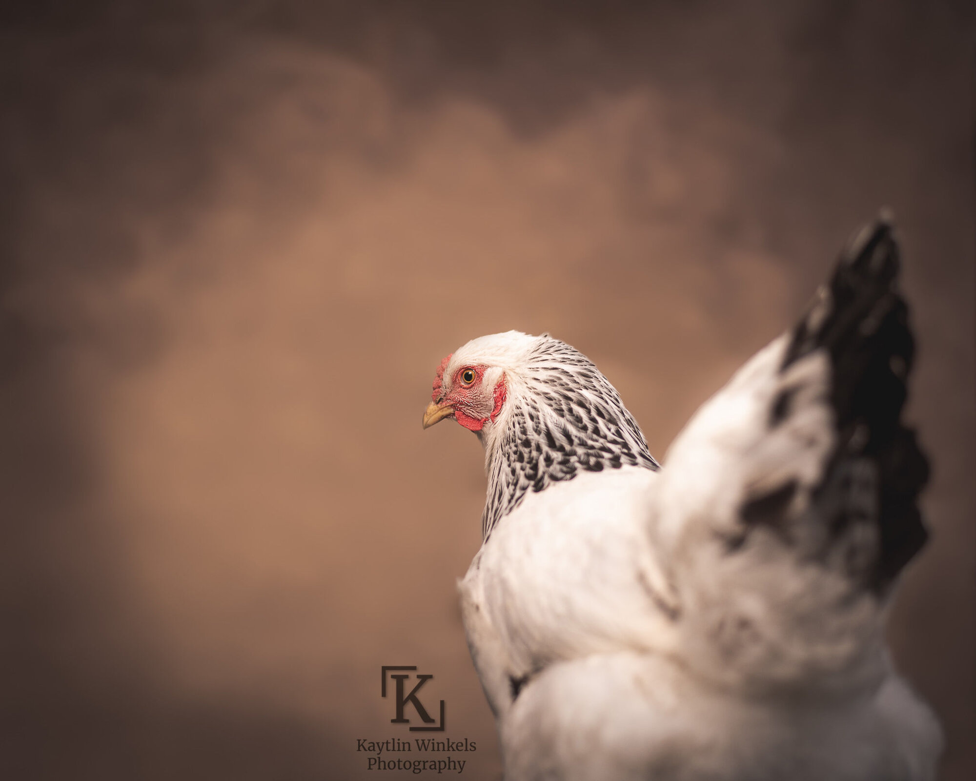 Penelope - Light Brahma