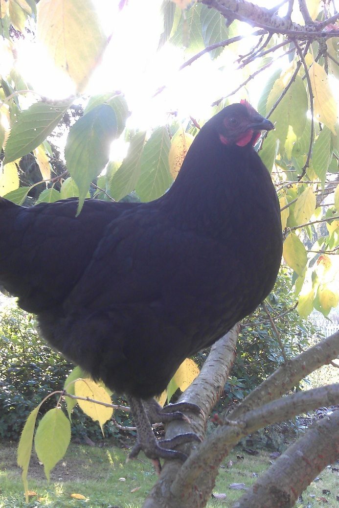 Pengin thinks she's a wild bird!