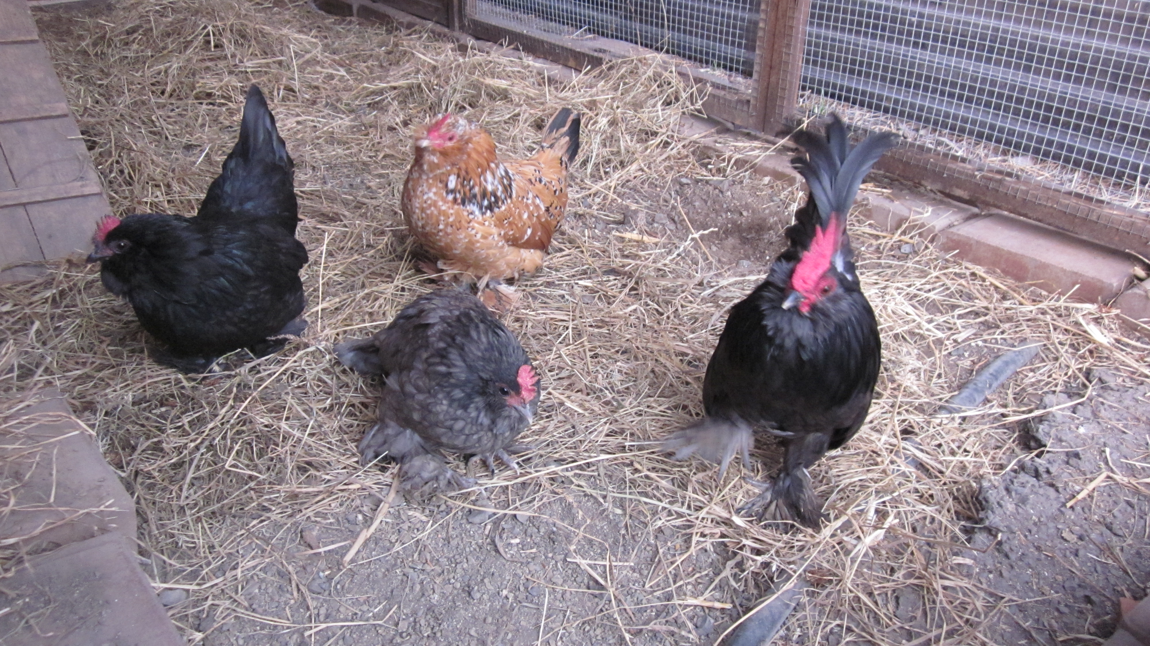 Penguin (black hen, r.i.p), Cookie (mille fleur hen, r.i.p), Berry (blue hen), Blue (blue rooster, r.i.p)