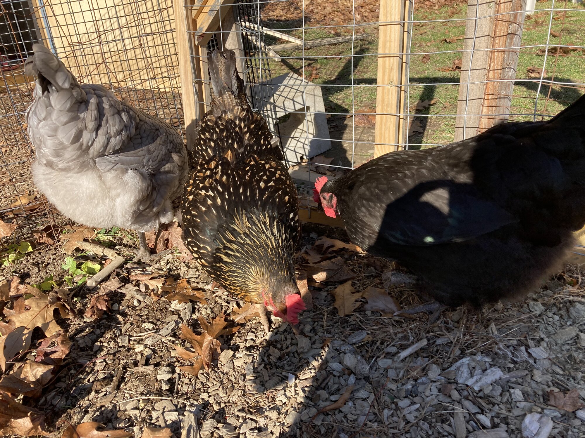 Penguin - Blamo - Mipsy