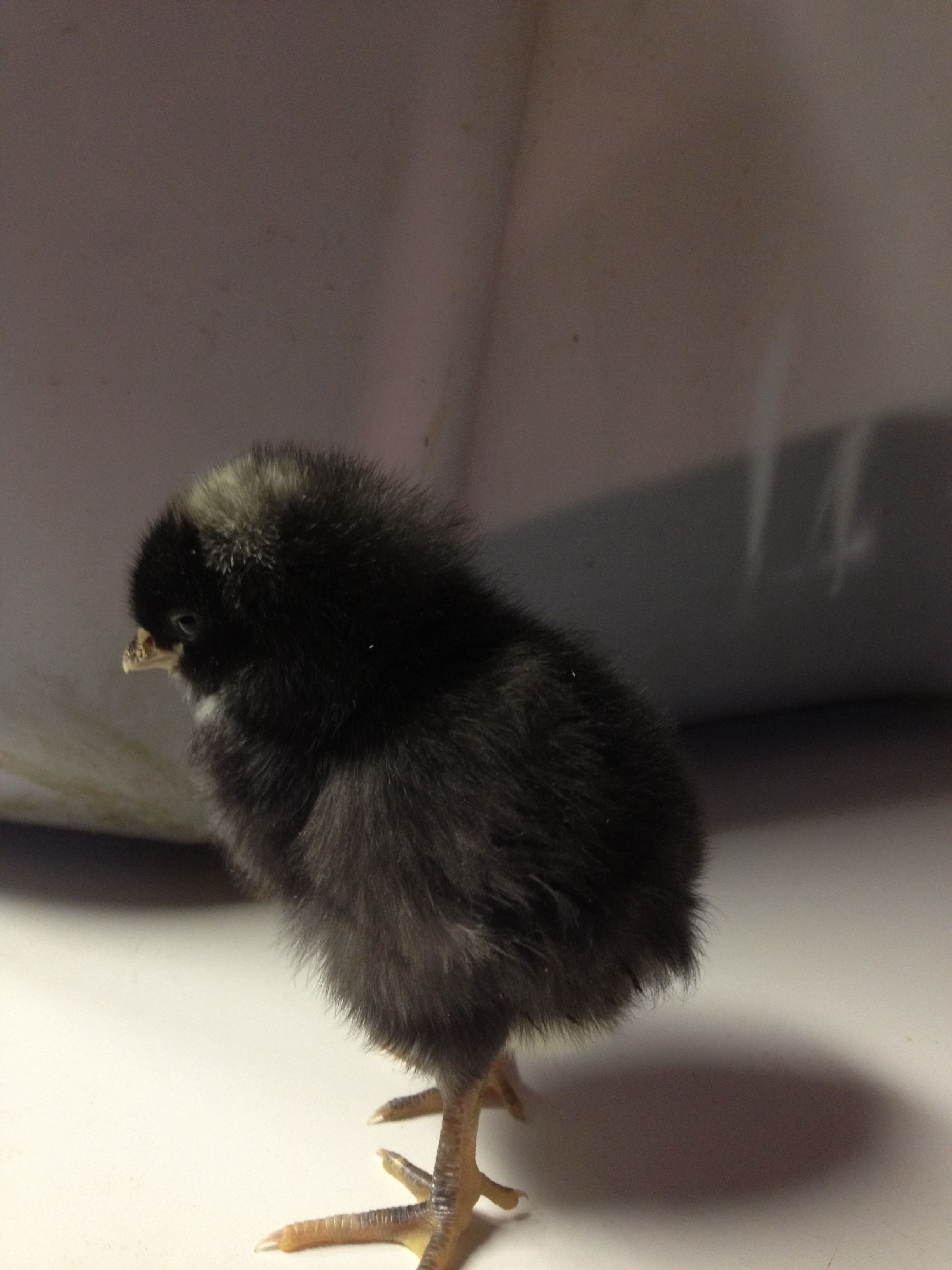 Penguin - Dominique 
4 days