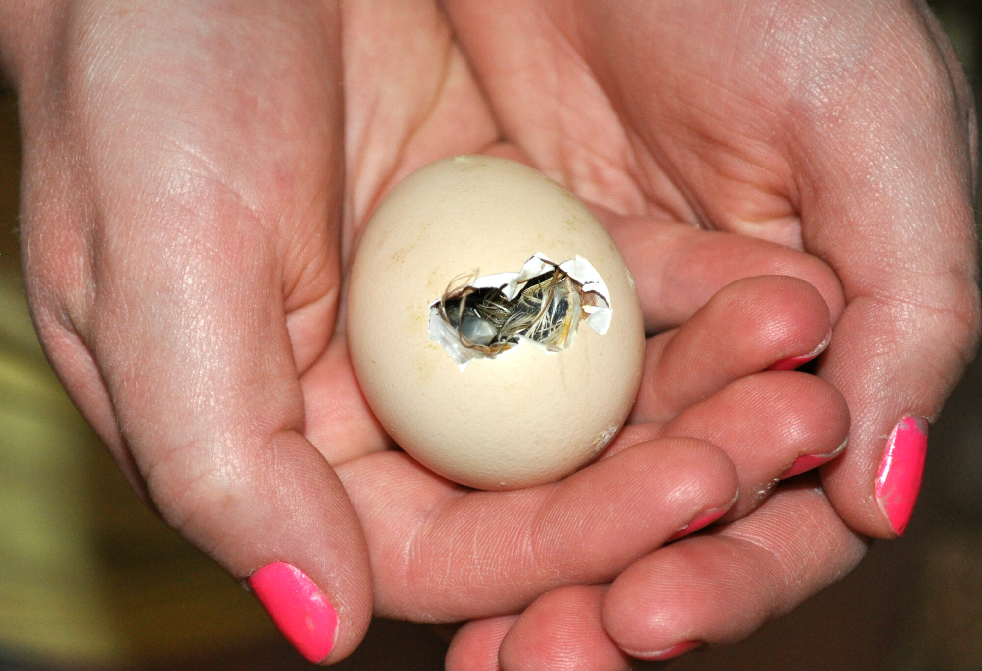 Penguin Hatching