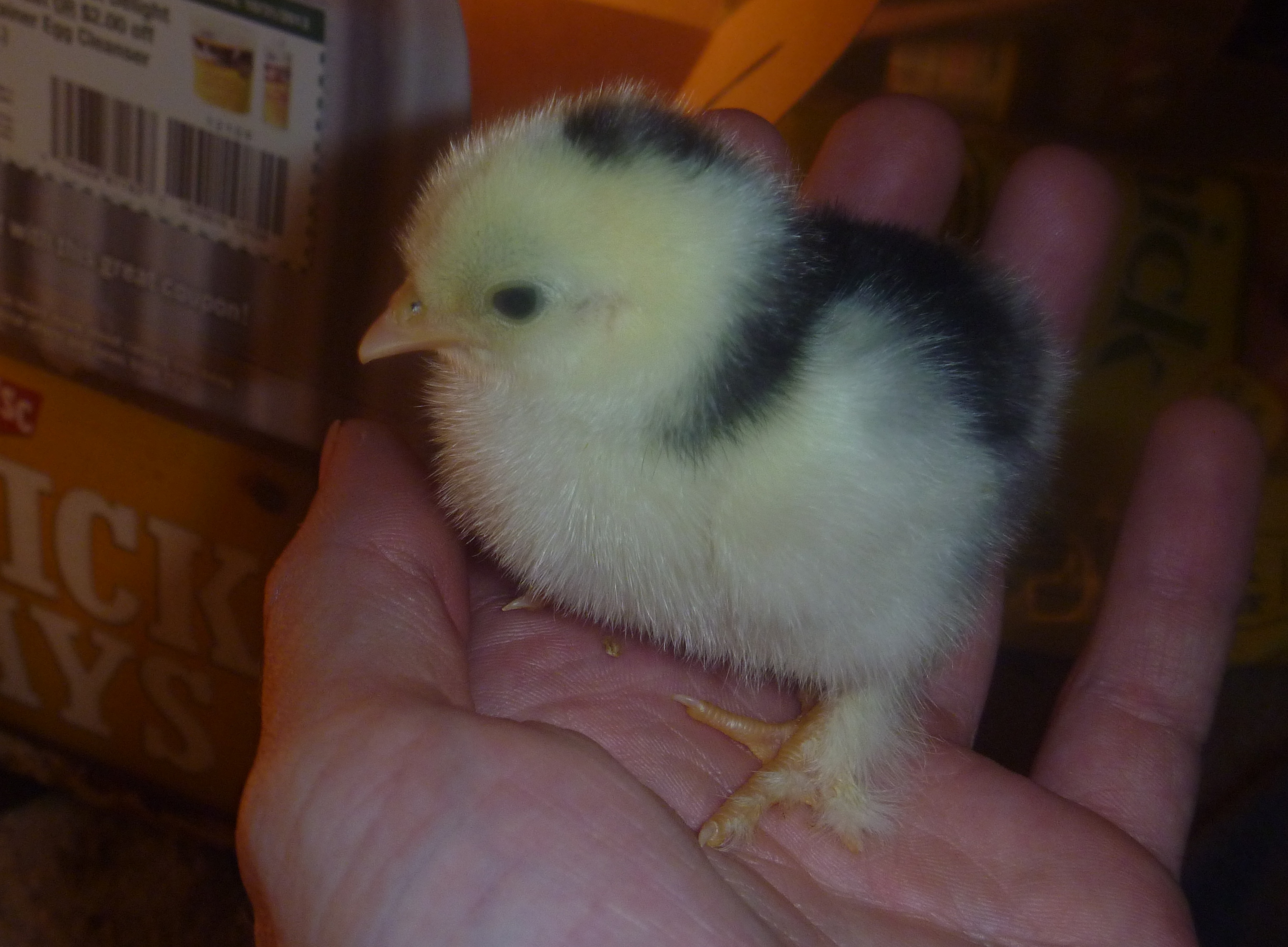 Penguin - Mottled Cochin Bantam