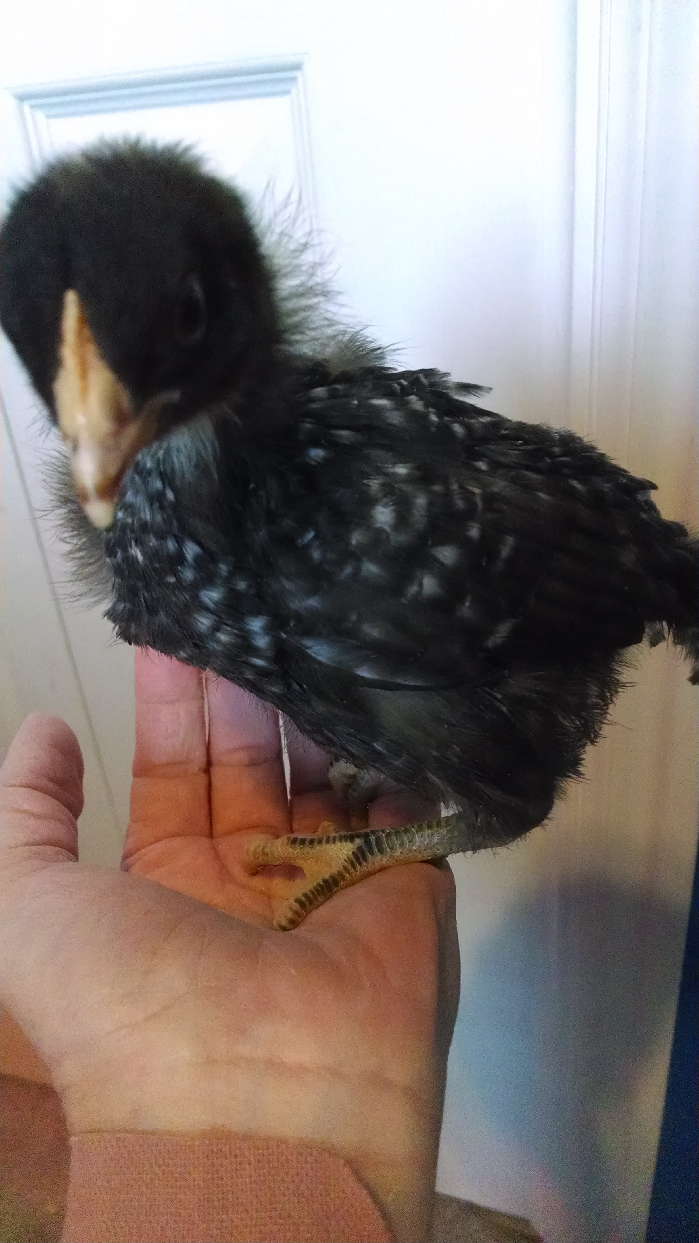 Penni loves to chill on my hand...this may be a problem in a few months.