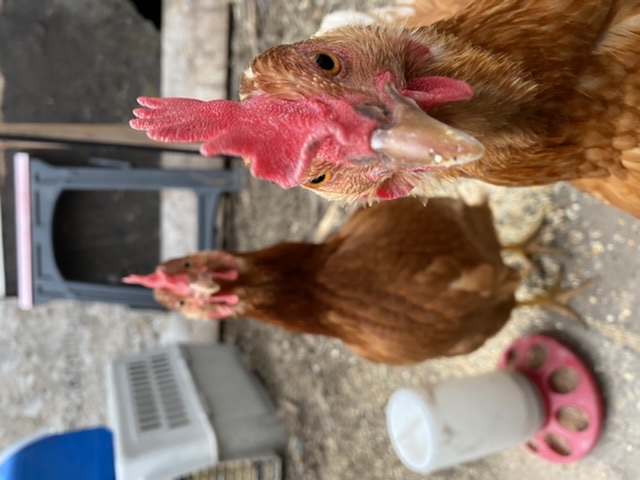 Pennie and Hennie up close 2.jpeg