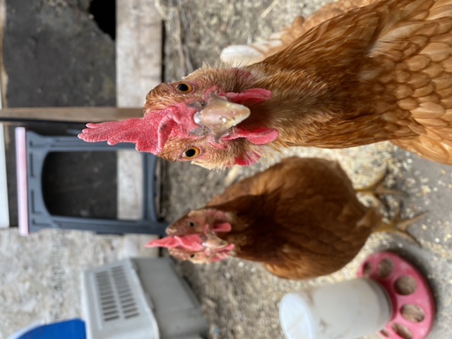 Pennie and Hennie up close.jpeg