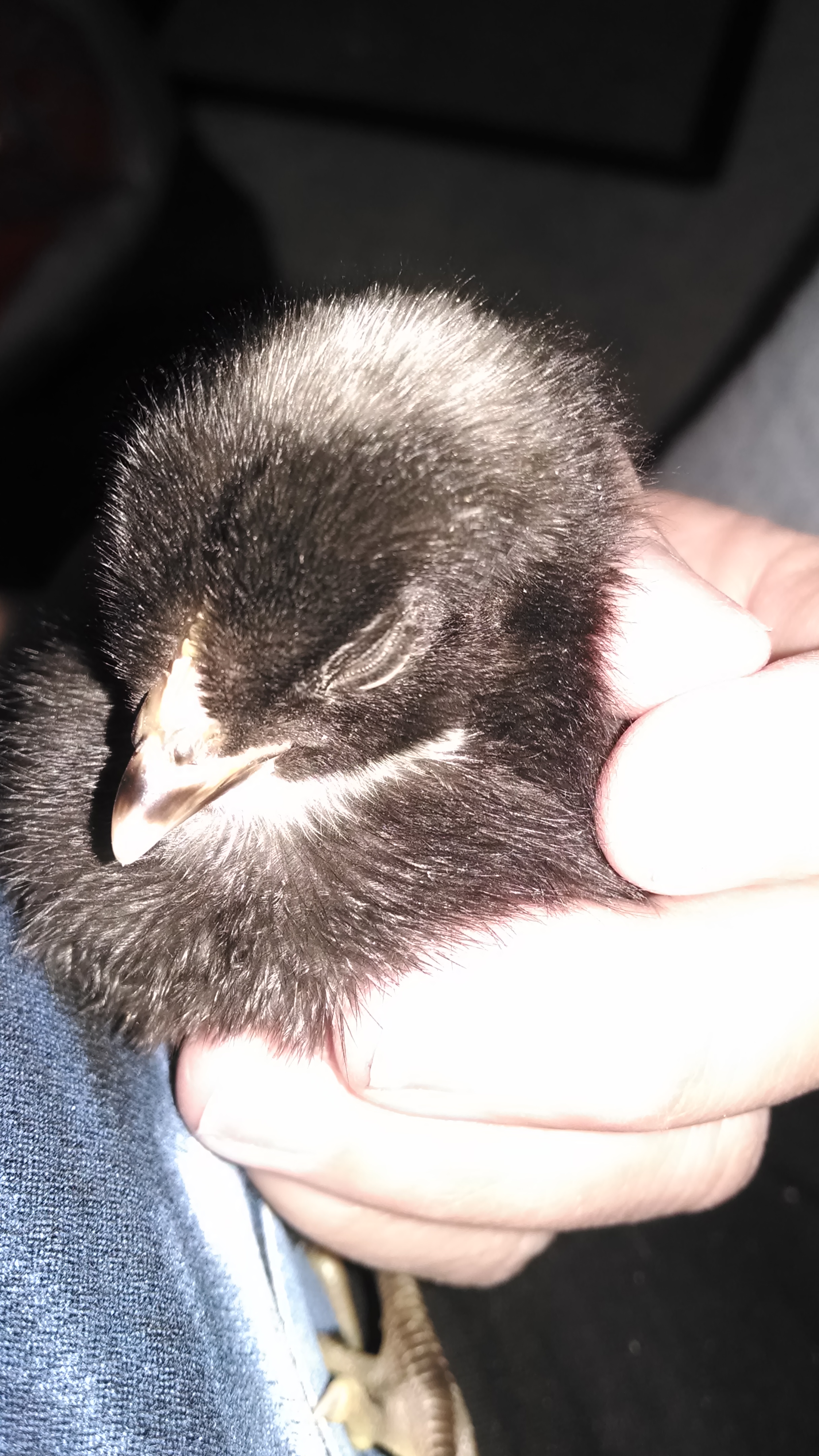 Penni's sister Gwen. They got their names because their faces reminded me of little penguins