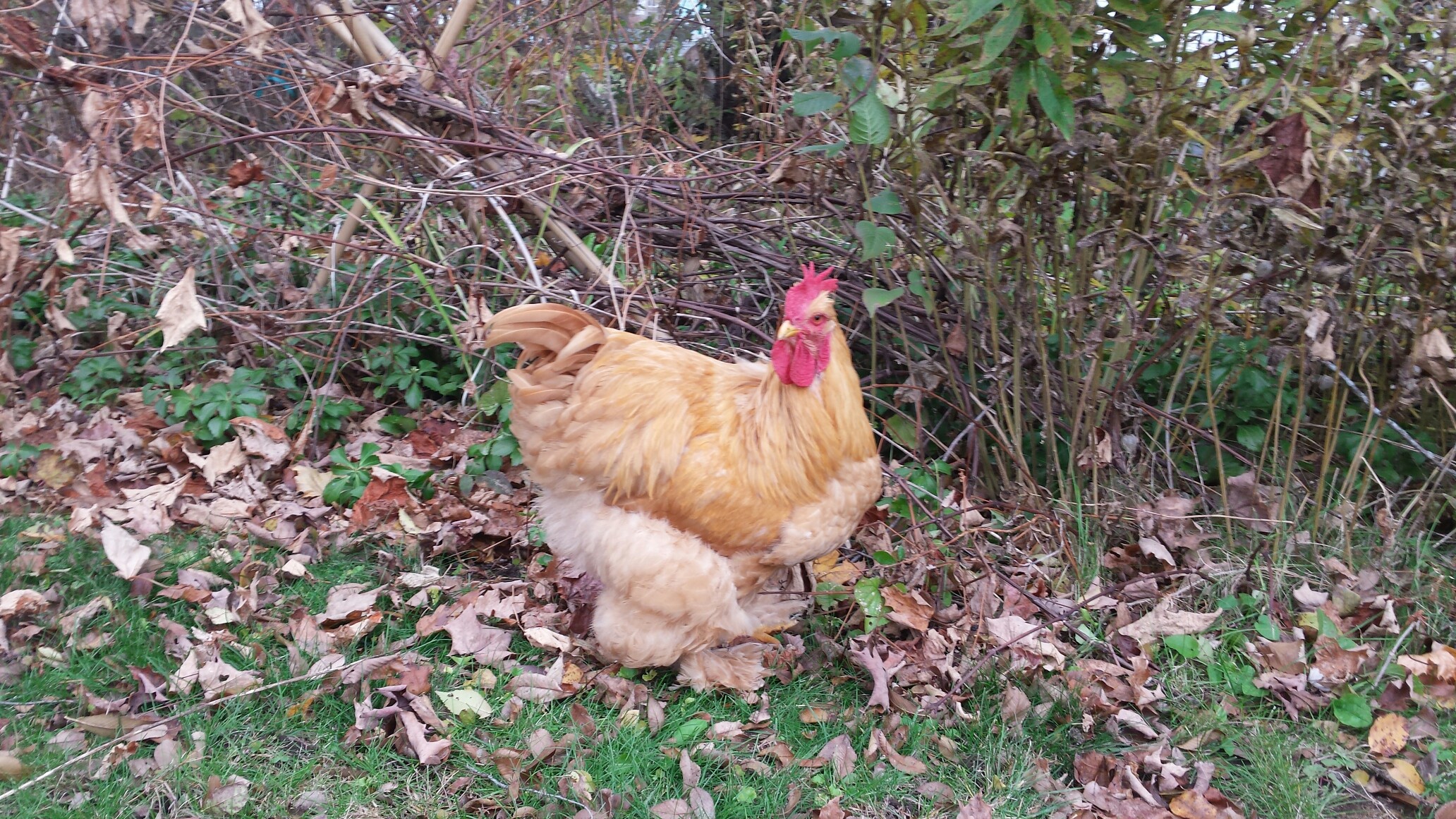 Penns - the possible rooster.