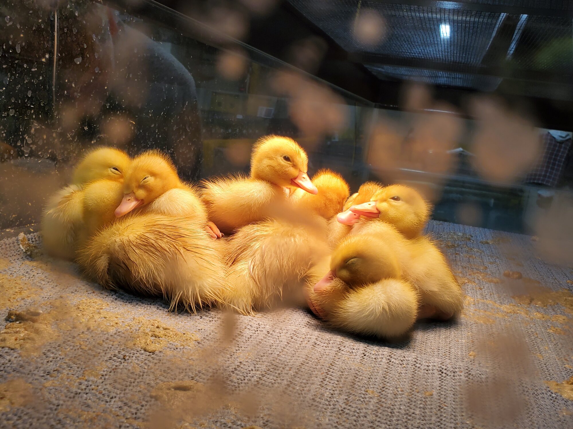 Pennsylvania Farm Show 2020