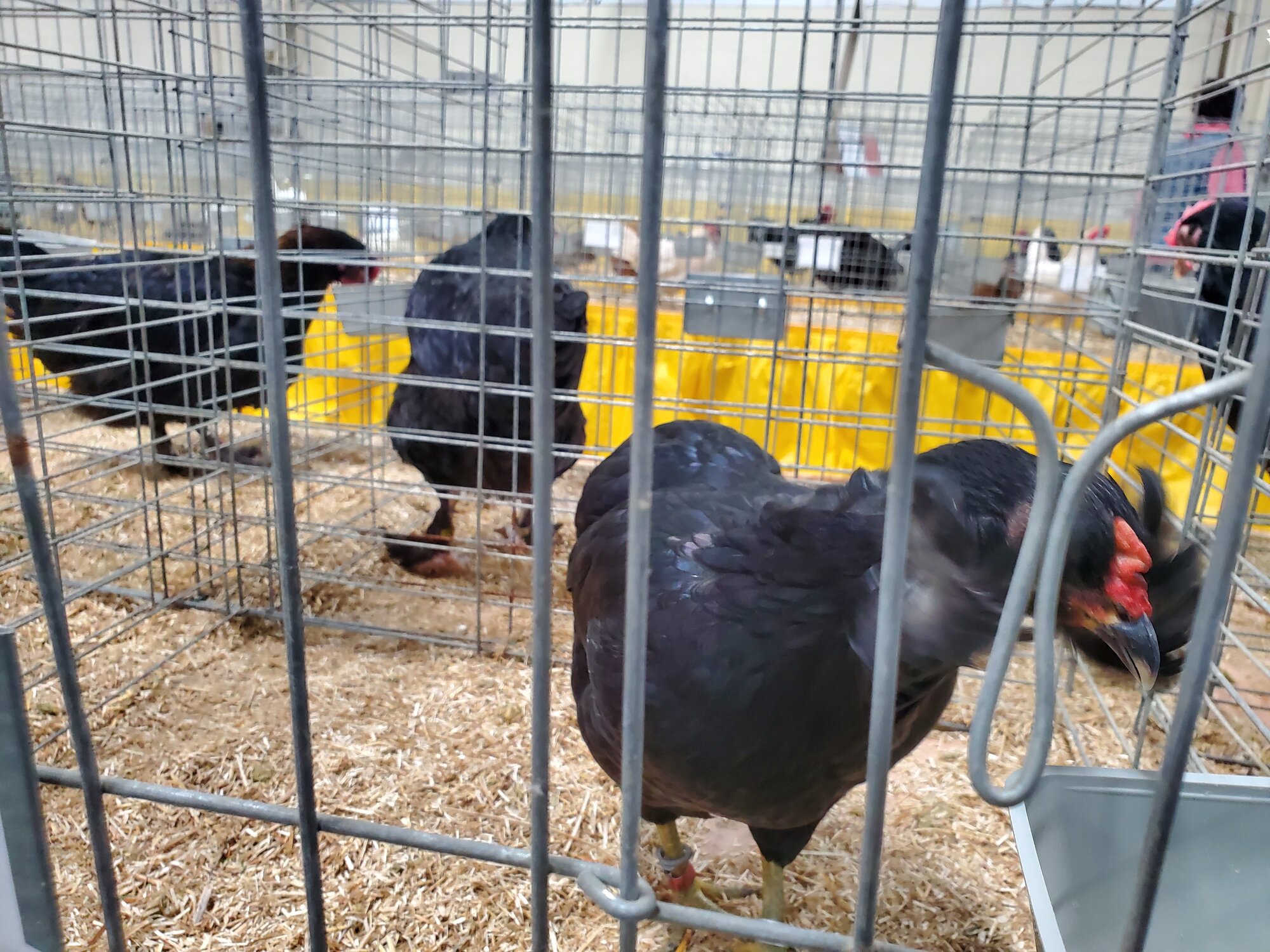 Pennsylvania Farm Show 2020