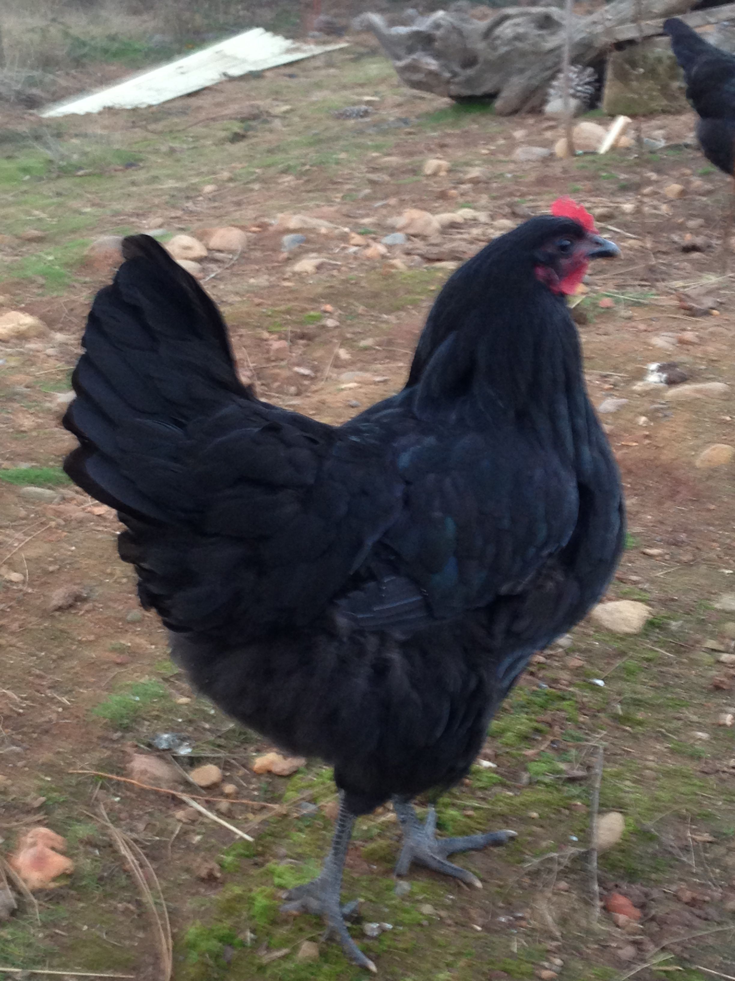 Penny...a bit blurry