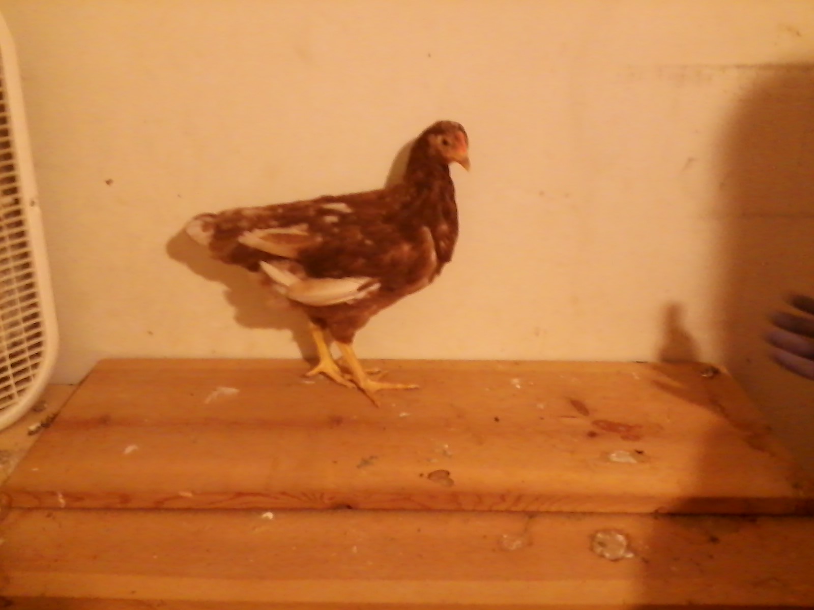 Penny, a Red Sex Link pullets approximately 9 weeks old.