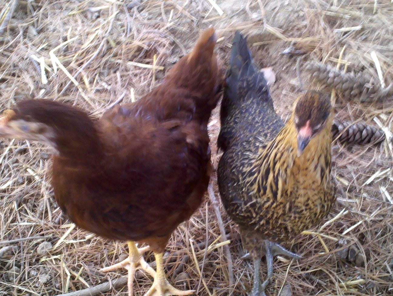 Penny and Gertrude posing one day!