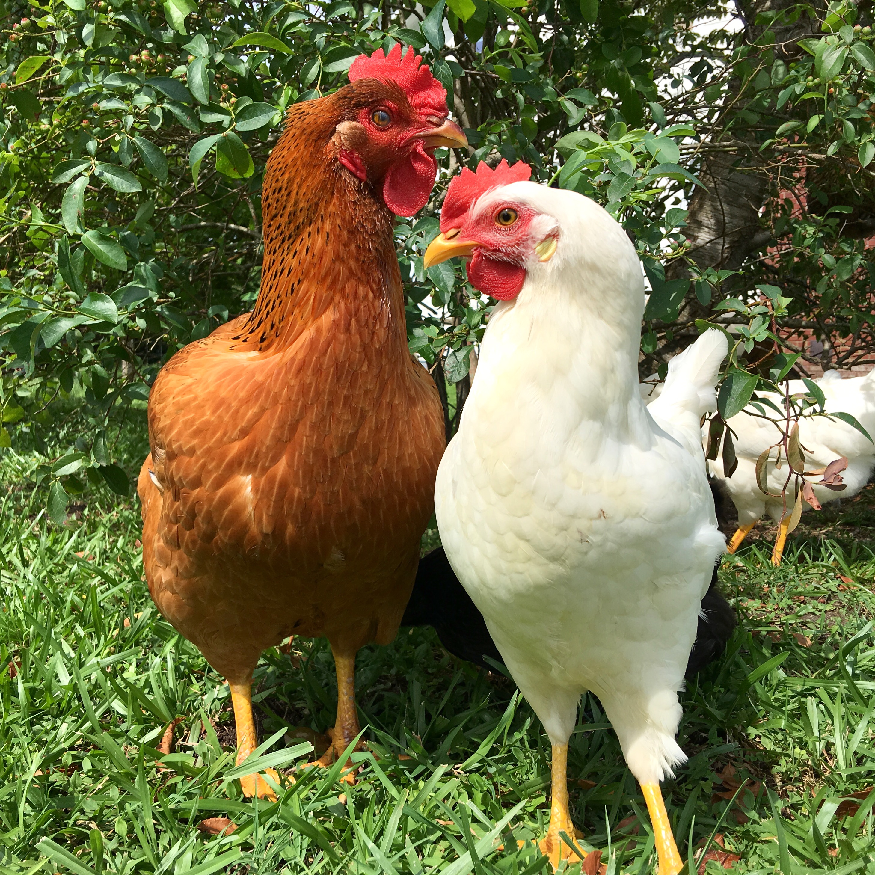 Penny and Henrietta