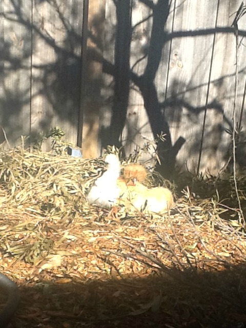 Penny and Lola out for the first time together and enjoying the sun