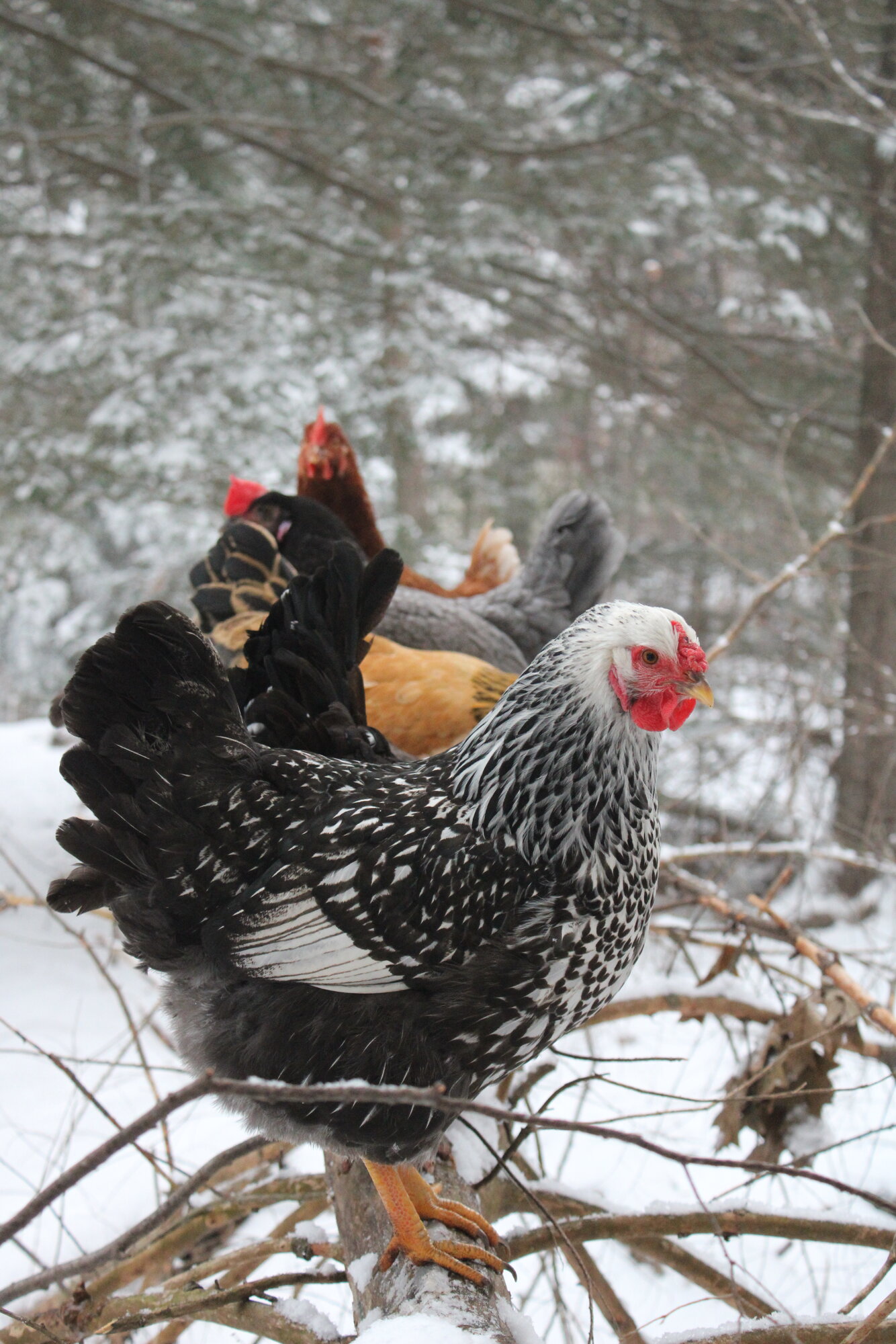 Penny and My Flock