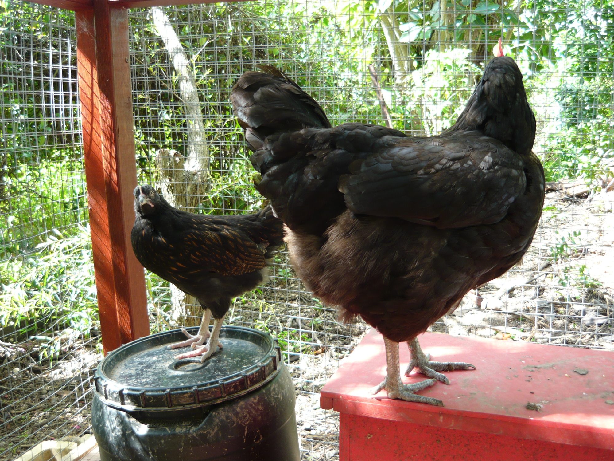 Penny and Nutmeg sizing each other up.