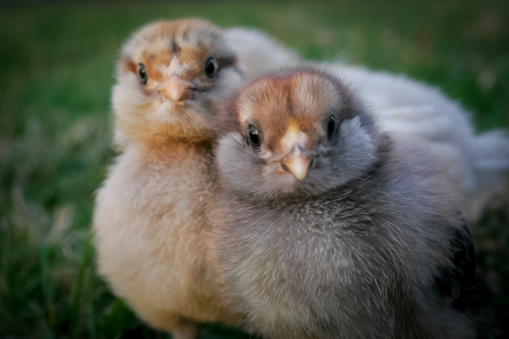 Penny and Octavia  (10 days old)