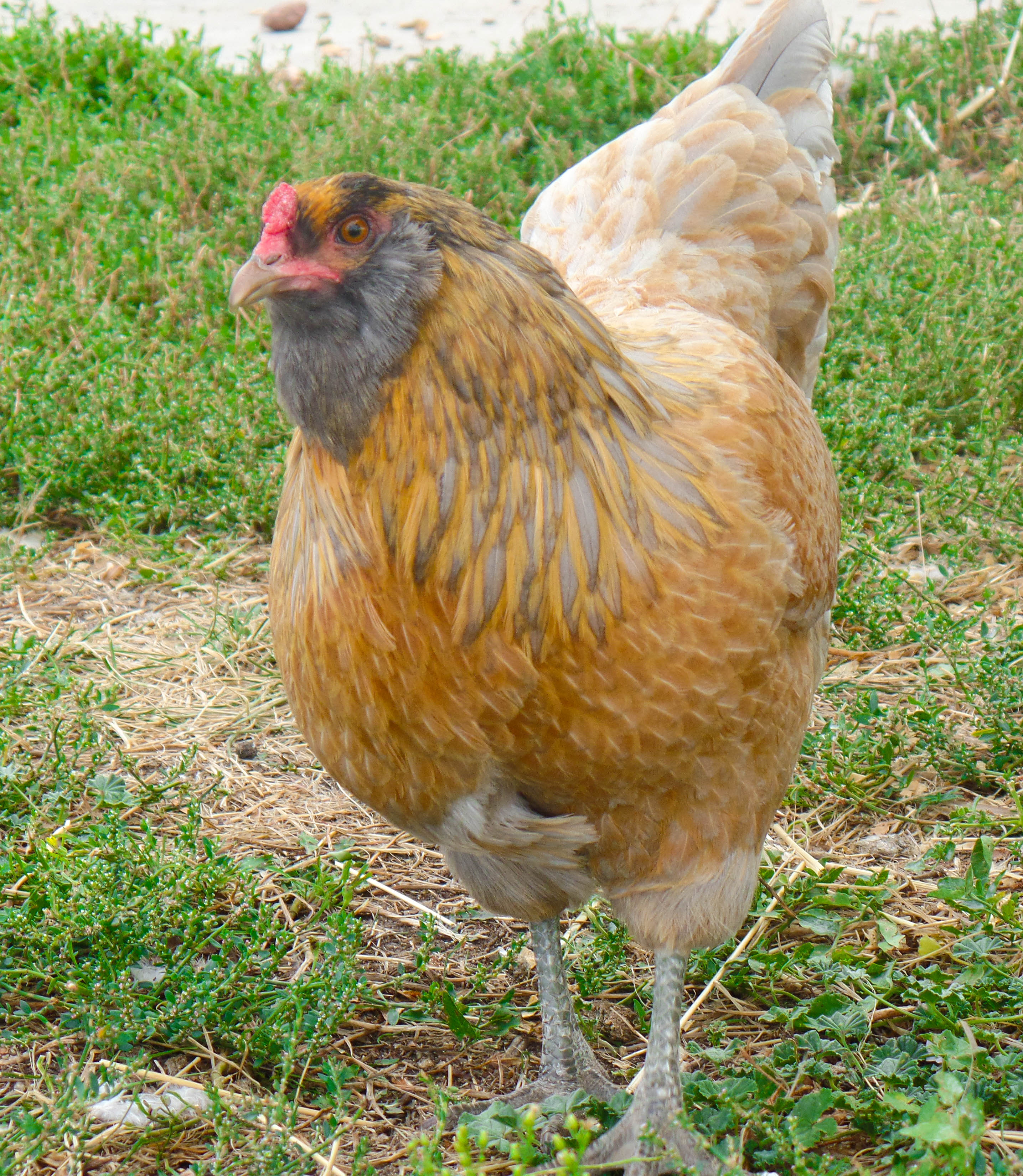 Penny ~ Easter egger