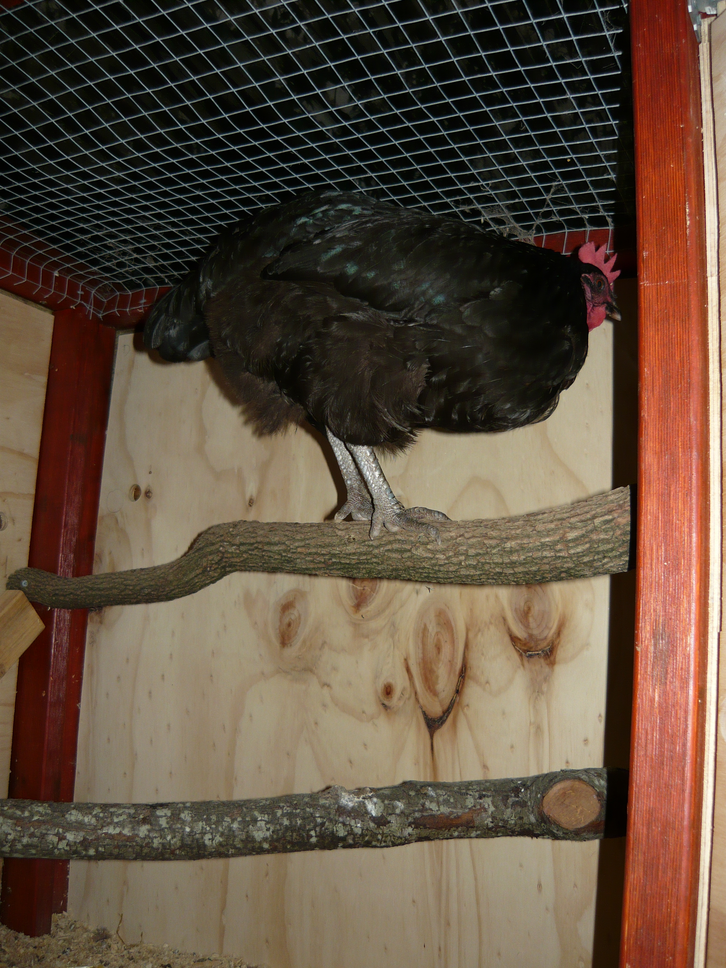Penny hogging the roost.