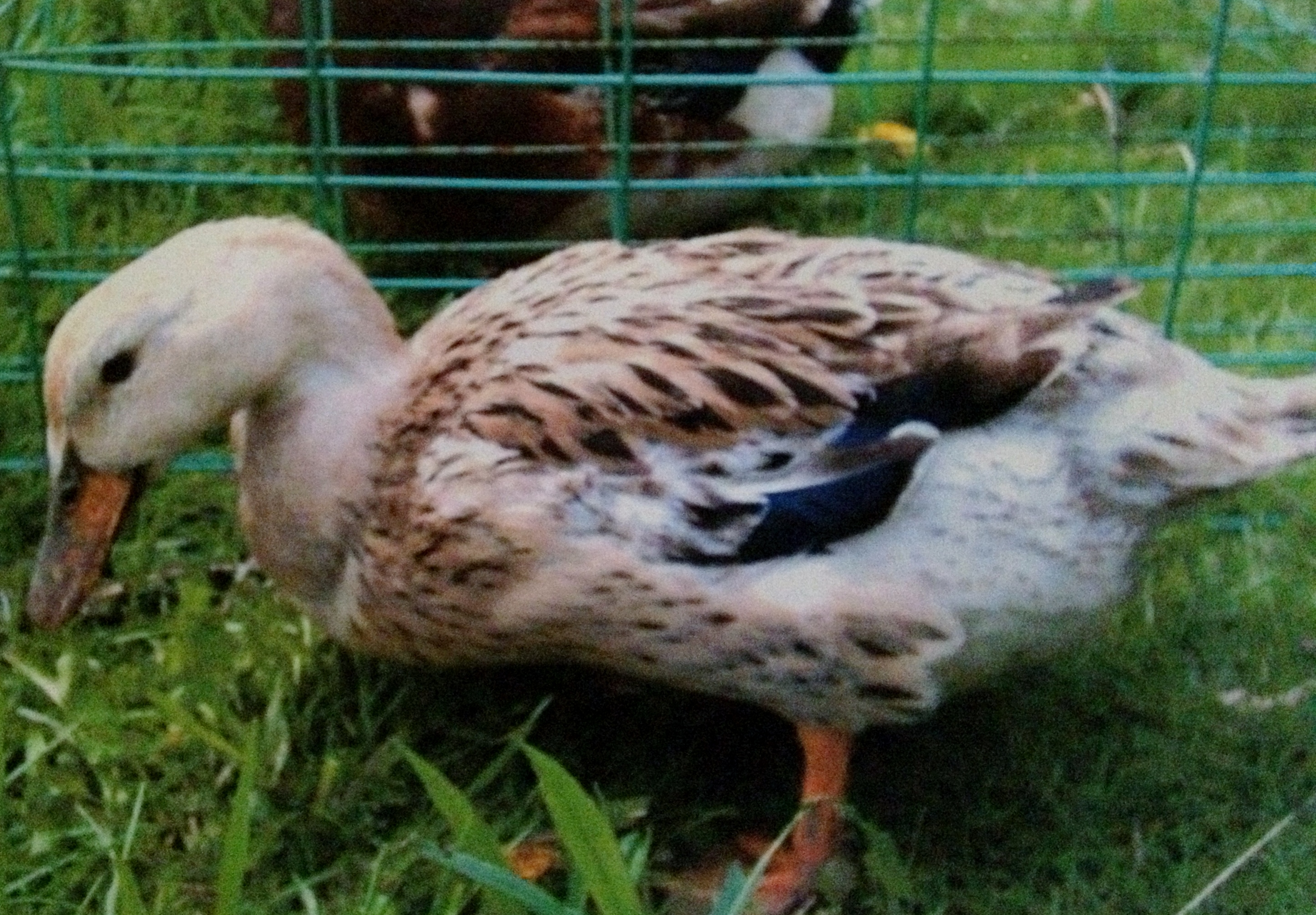 Penny my silver appleyeard hen