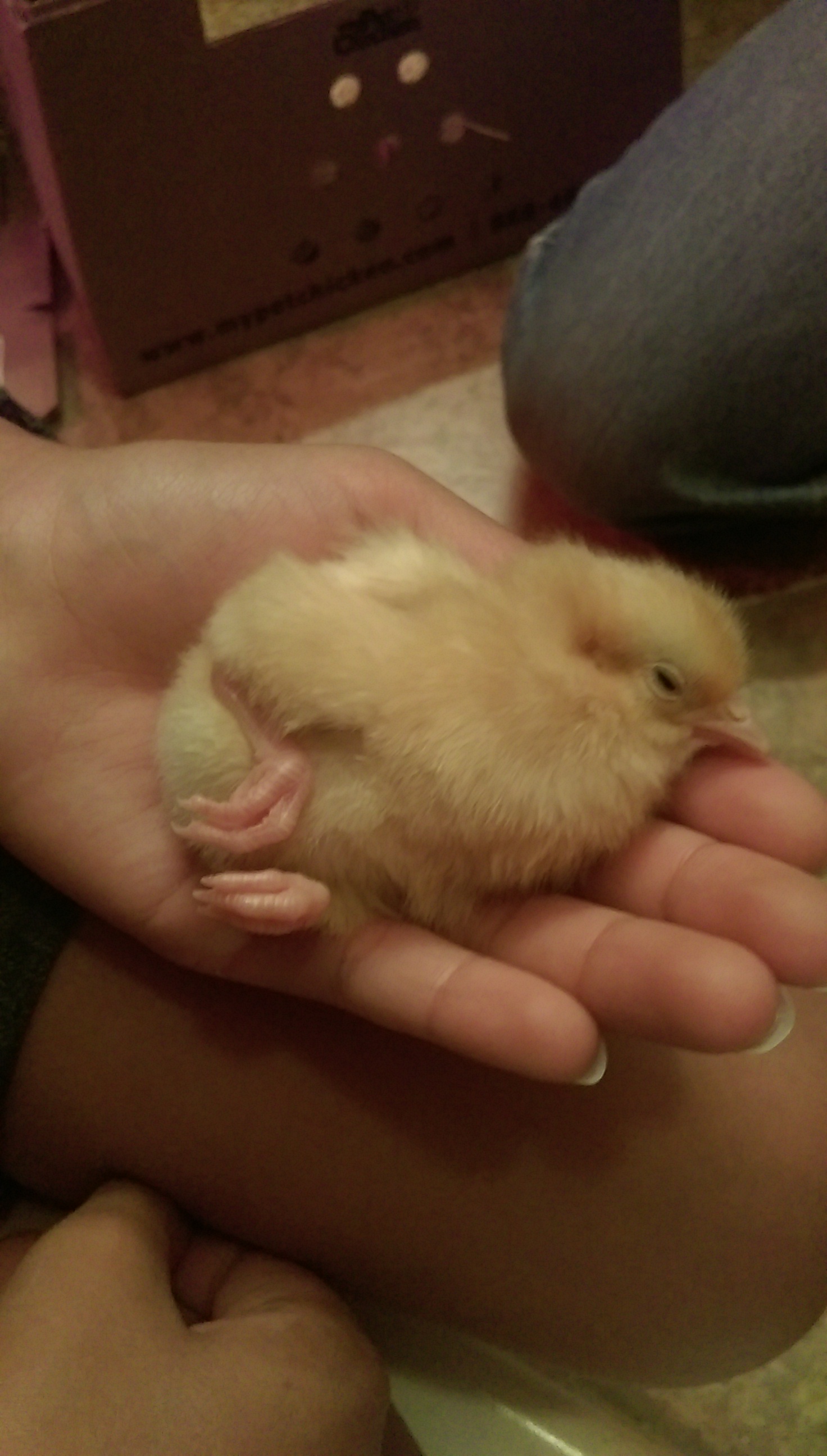 Penny - on day of arrival from MyPetChicken. She was tired from her trip.