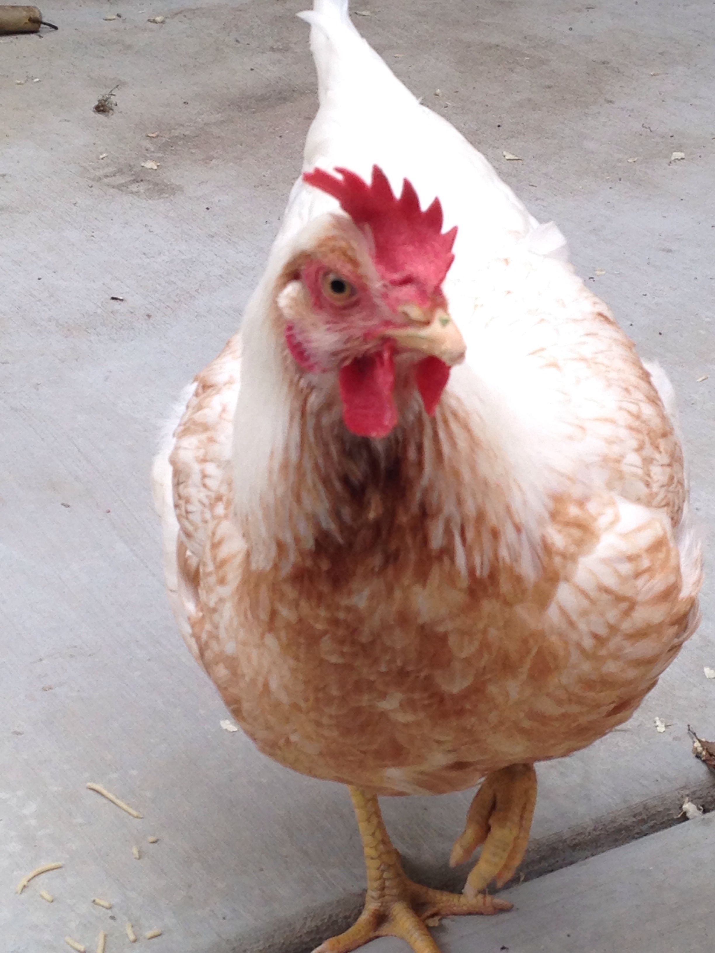 Penny, or Mama Chicken.  She is my favorite because she is so talkative and friendly.