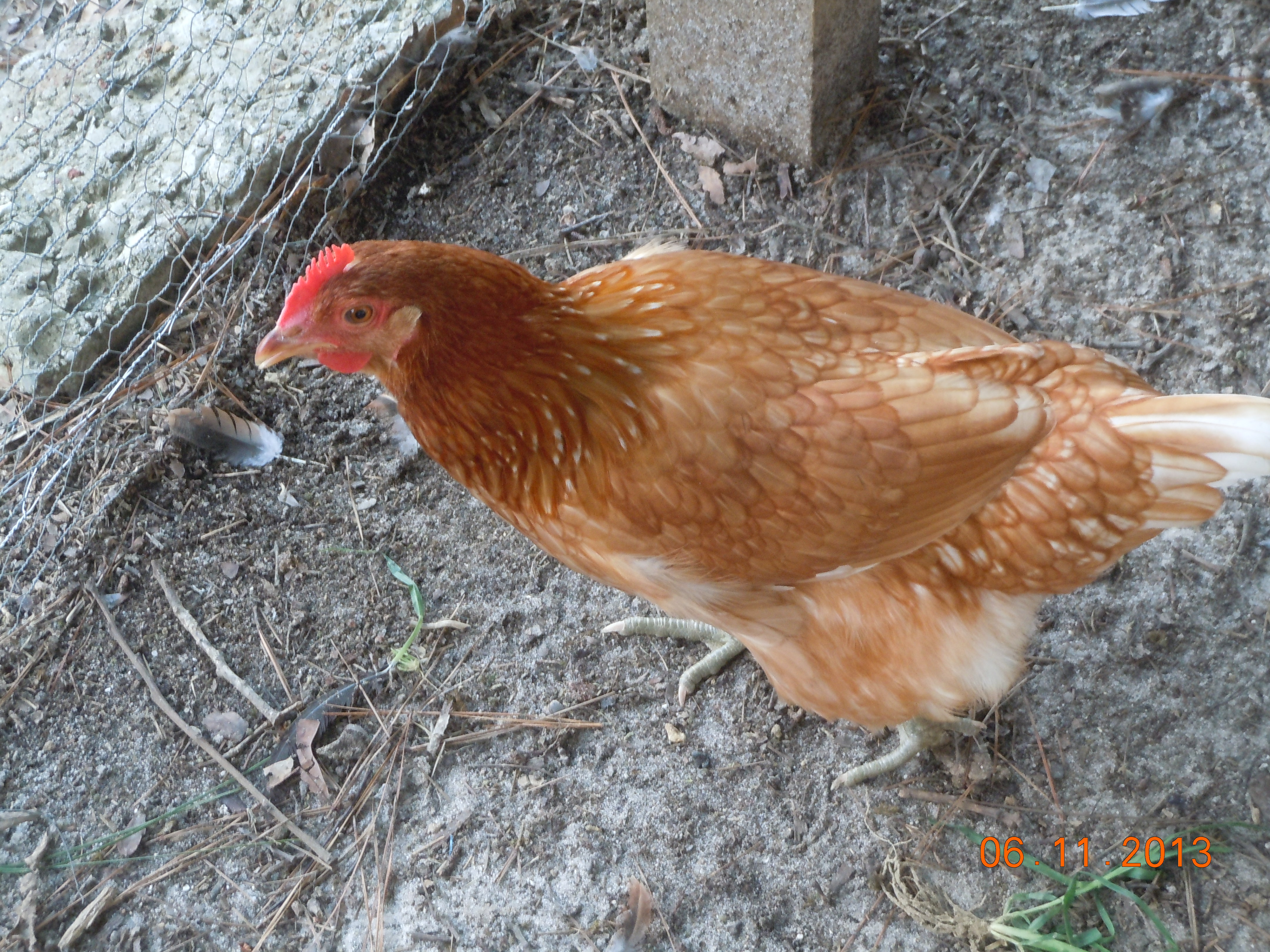 Penny, RIR/ Orp mix @ approx 18 weeks