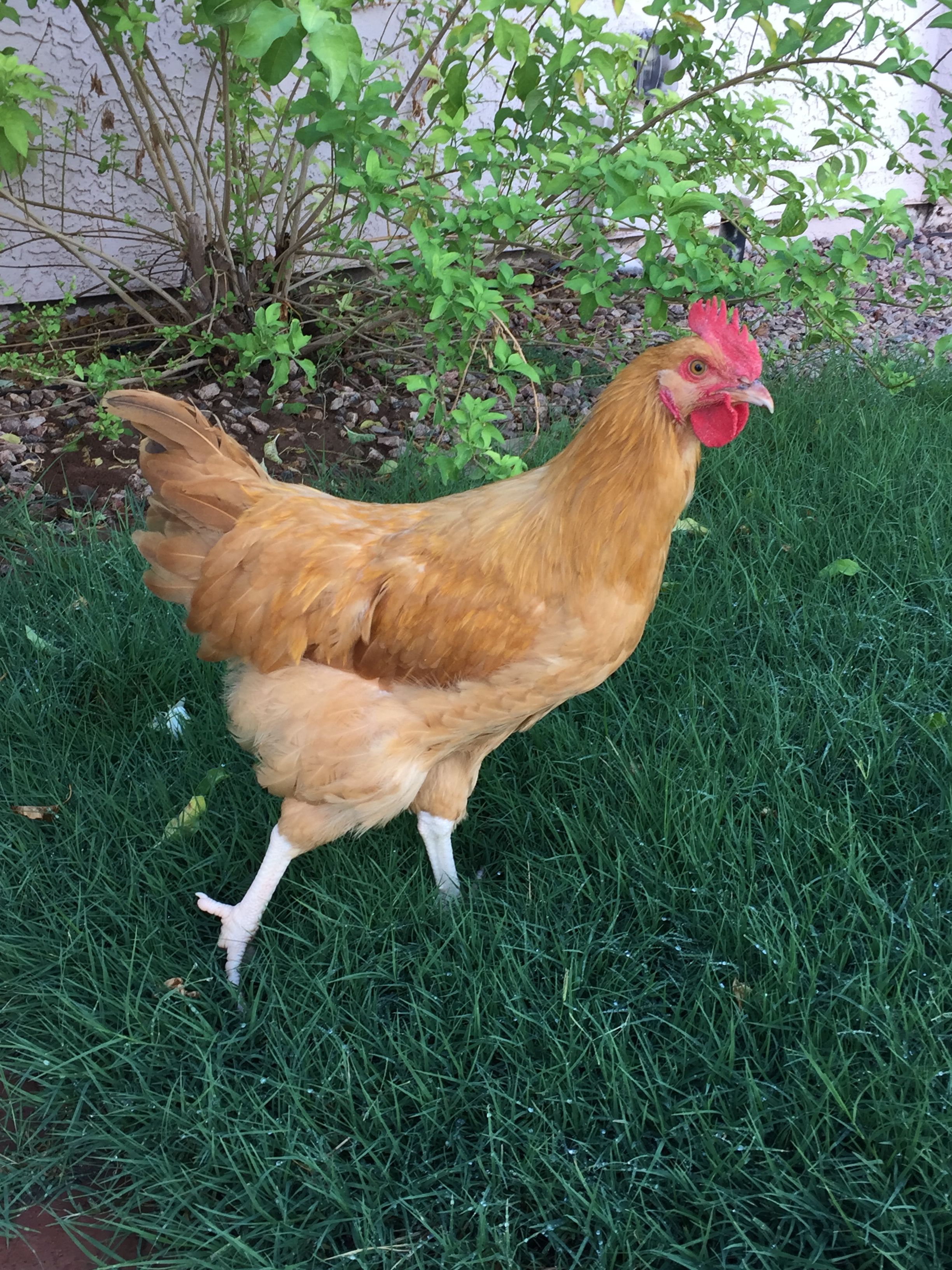 Penny - she (?) is a Buff Orpington.  We had a Rhode Island Red start crowing so we had to take him back to the farm since we are not permitted to have roosters in town.  Now a few days later, Penny starts crowing.  What is your opinion?  Is this a rooster or a hen that thinks she is a rooster?