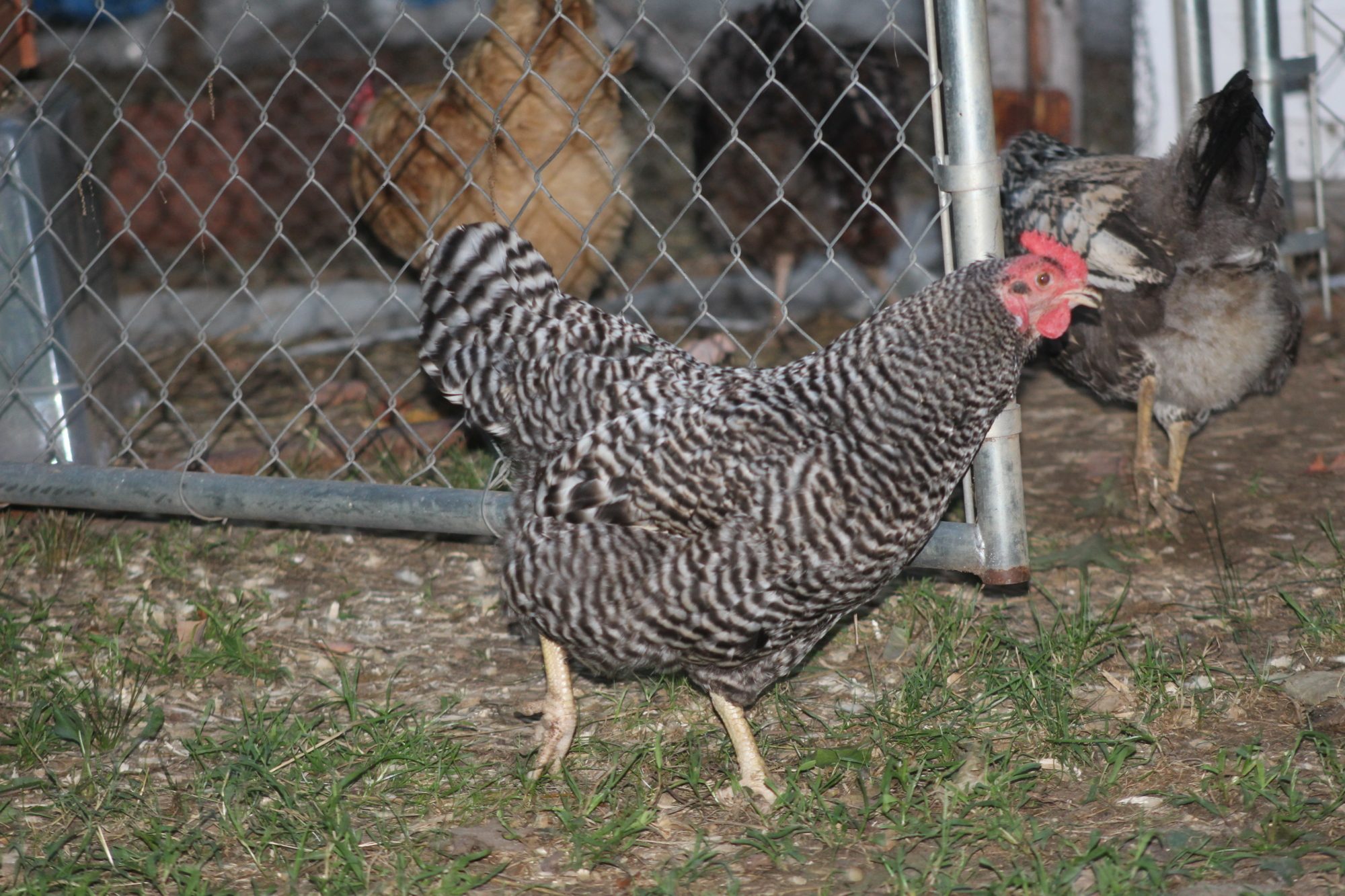 Penny the Barred Rock going back inside before dark.