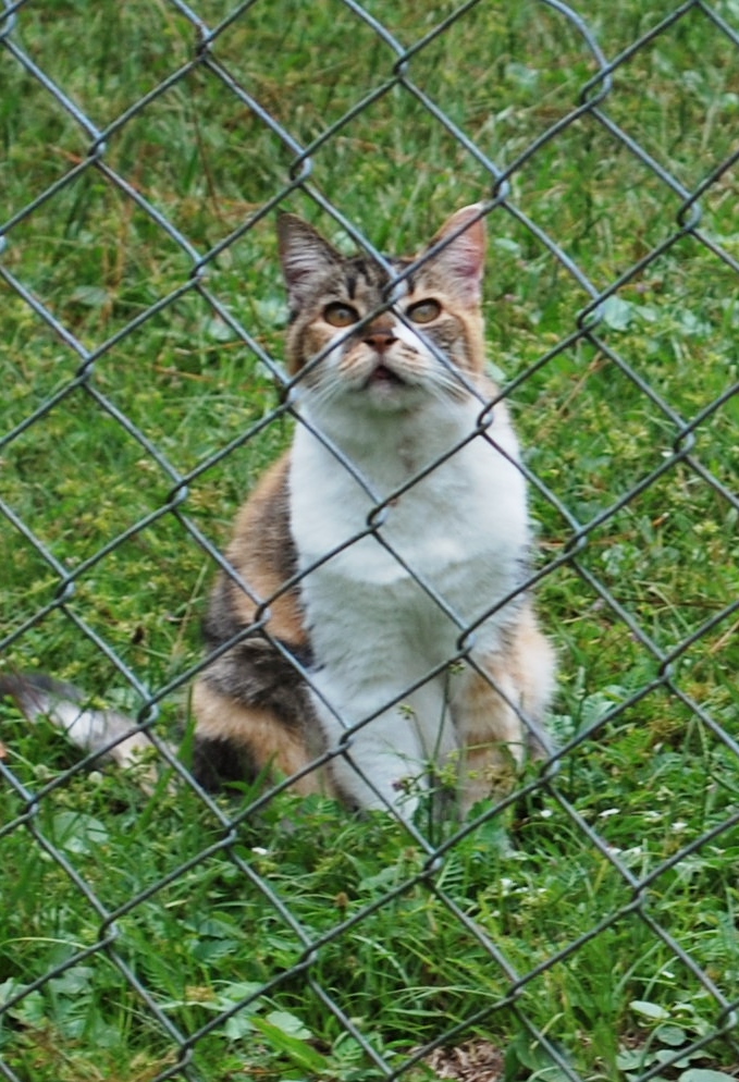 Penny the Calico Empress