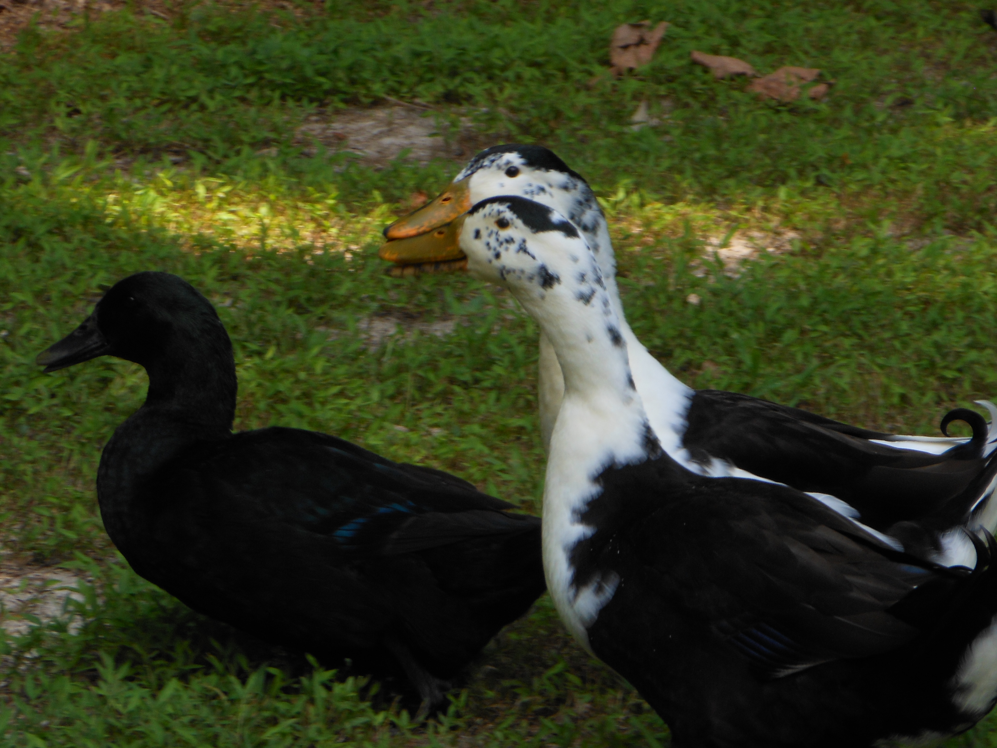 "Penny" the cayuga and "Leonard and Koothrappali" my magpies
