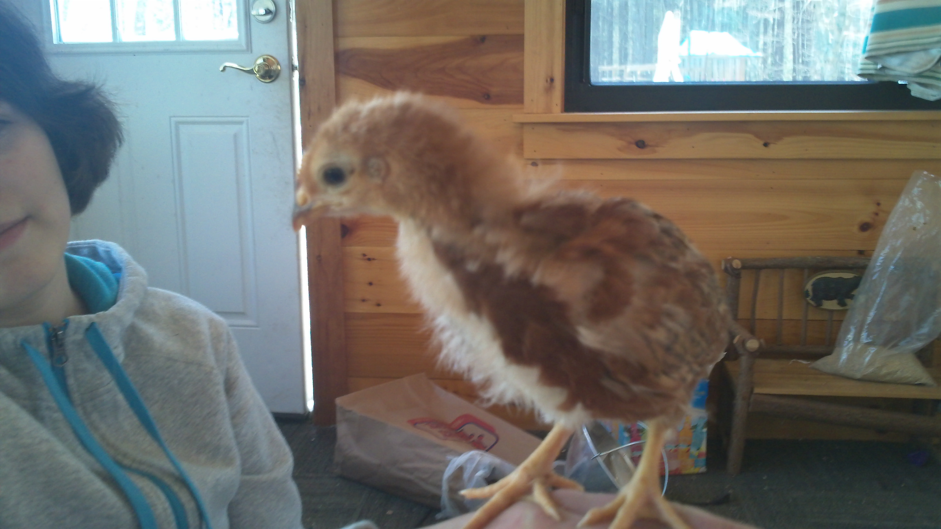Penny the RIR
