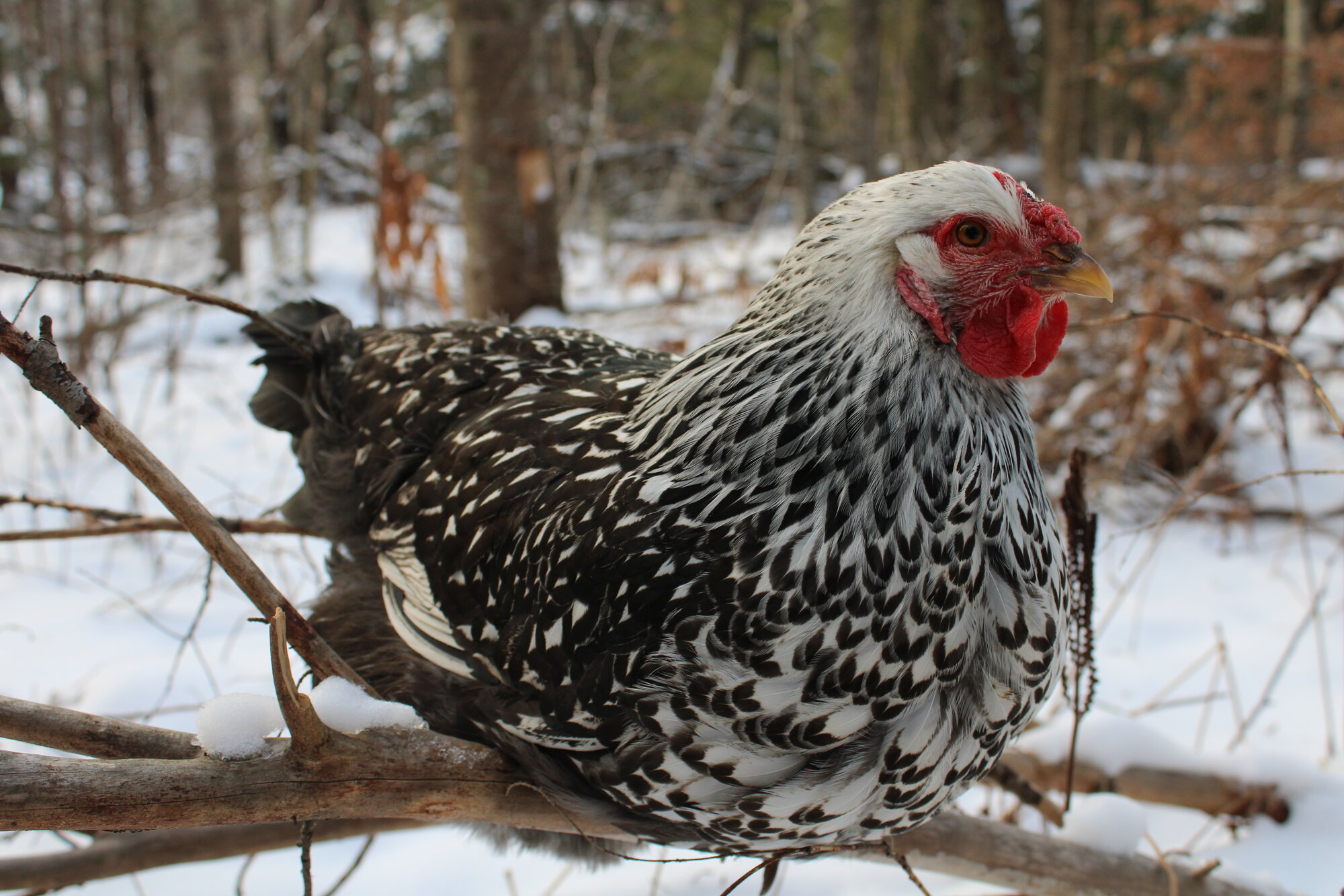 Penny the Silver-Laced Wyandotte