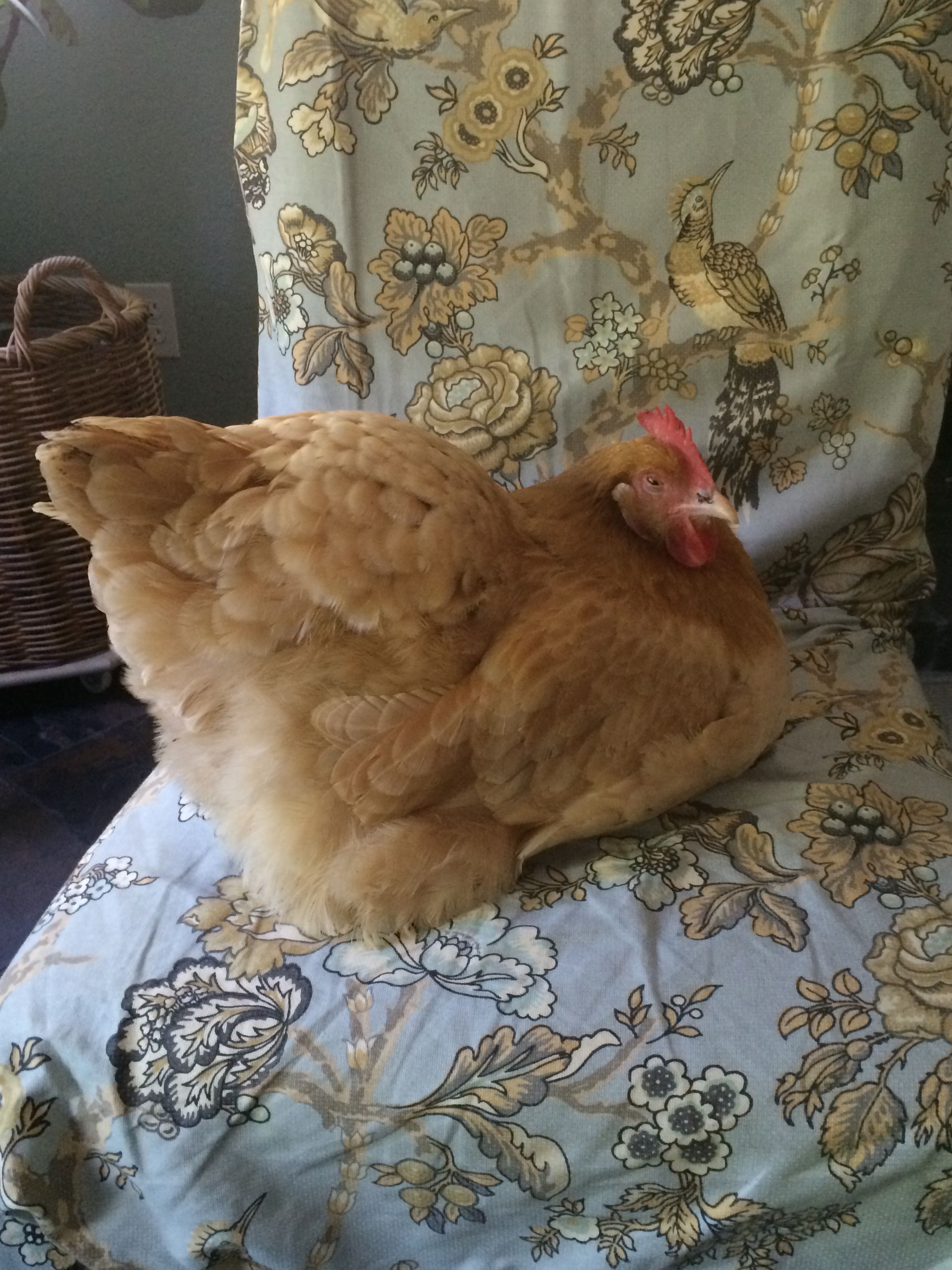 Penny wants to be a house chicken so badly.