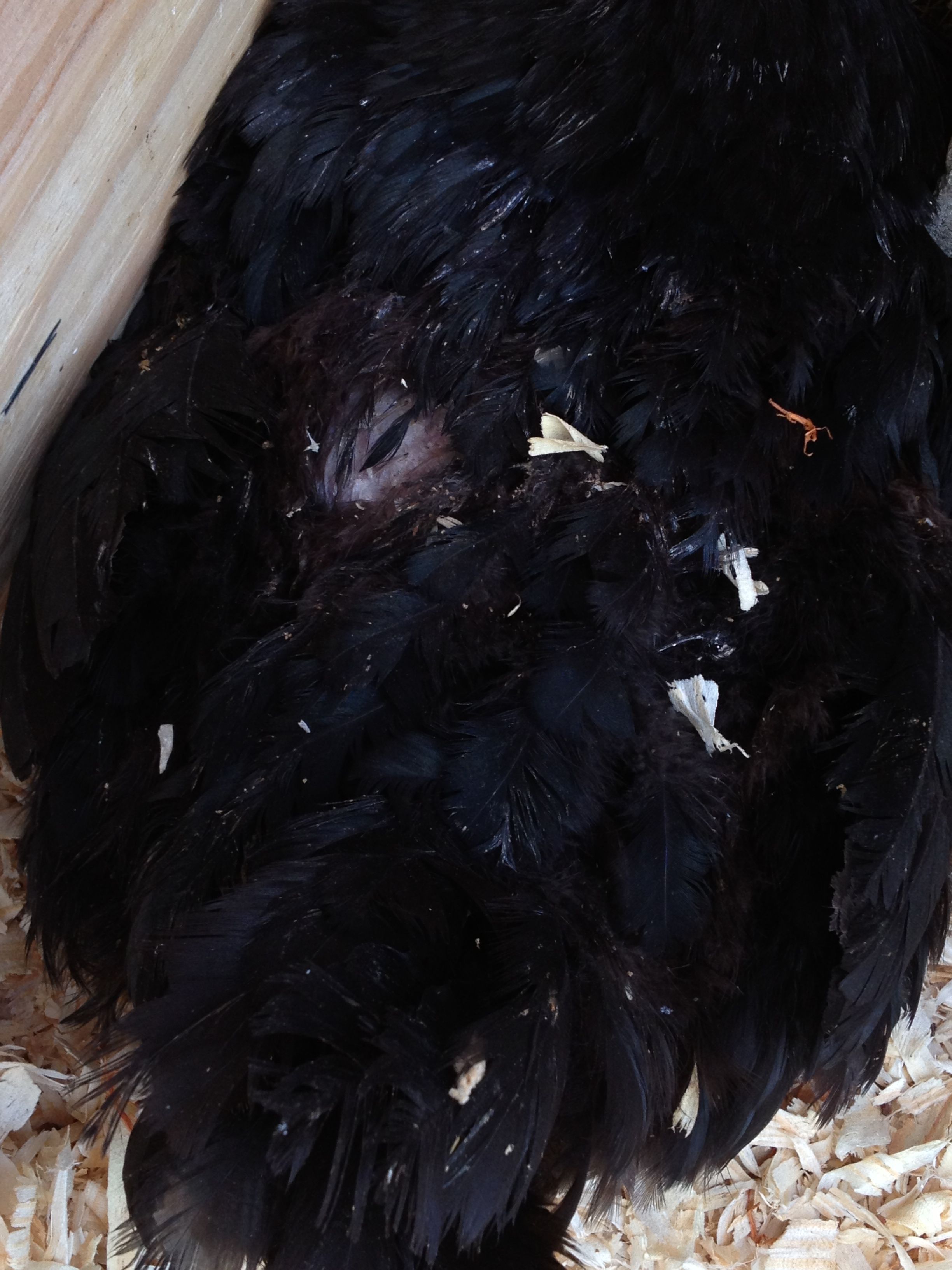 Penny's bare patch, it is bigger than this shows, some feathers are covering it.. She came to us with this, and had feathers starting to grow back there.