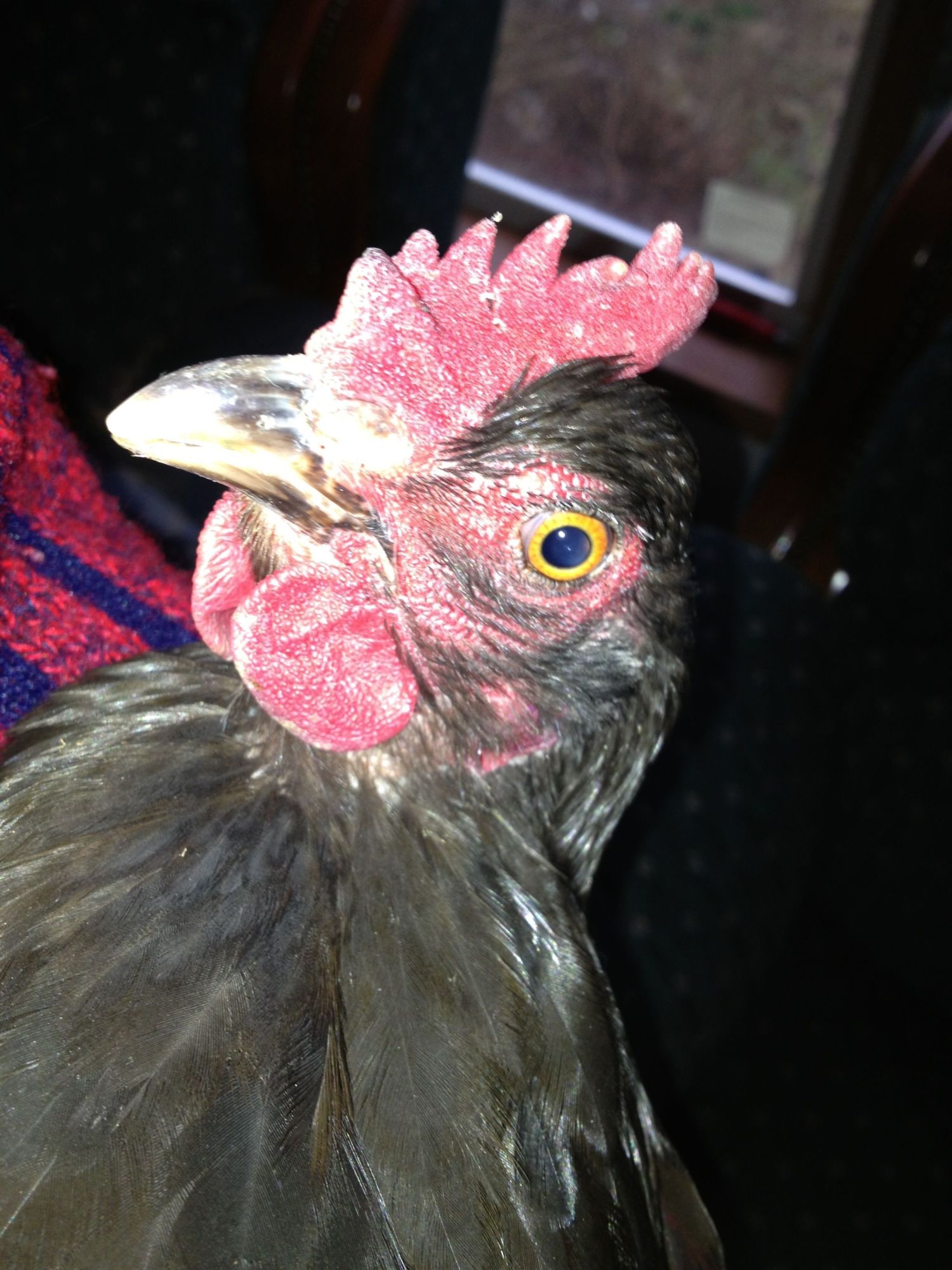 Penny's eye, comb & wattles.
