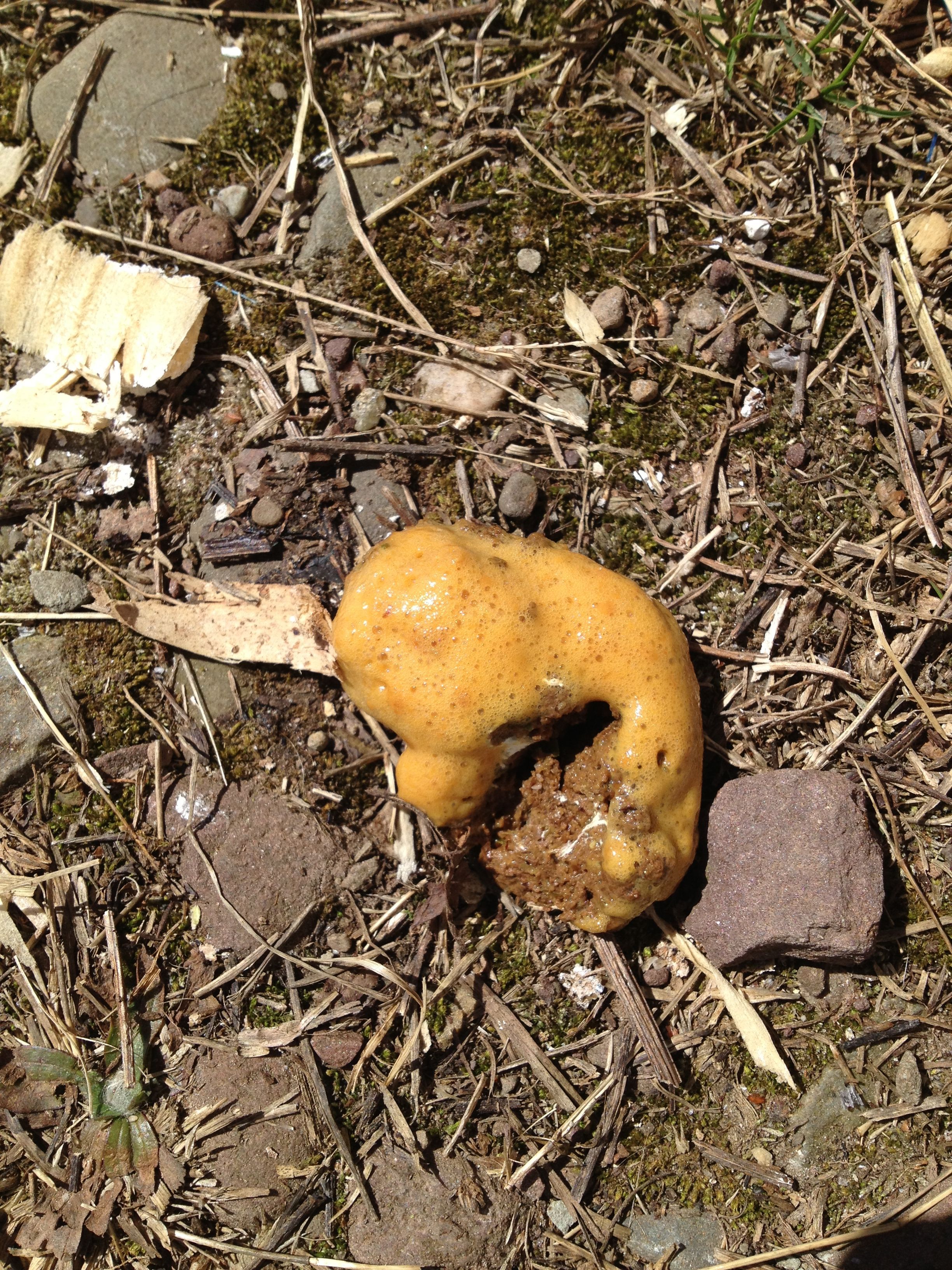 Penny's poo from a couple days ago.
