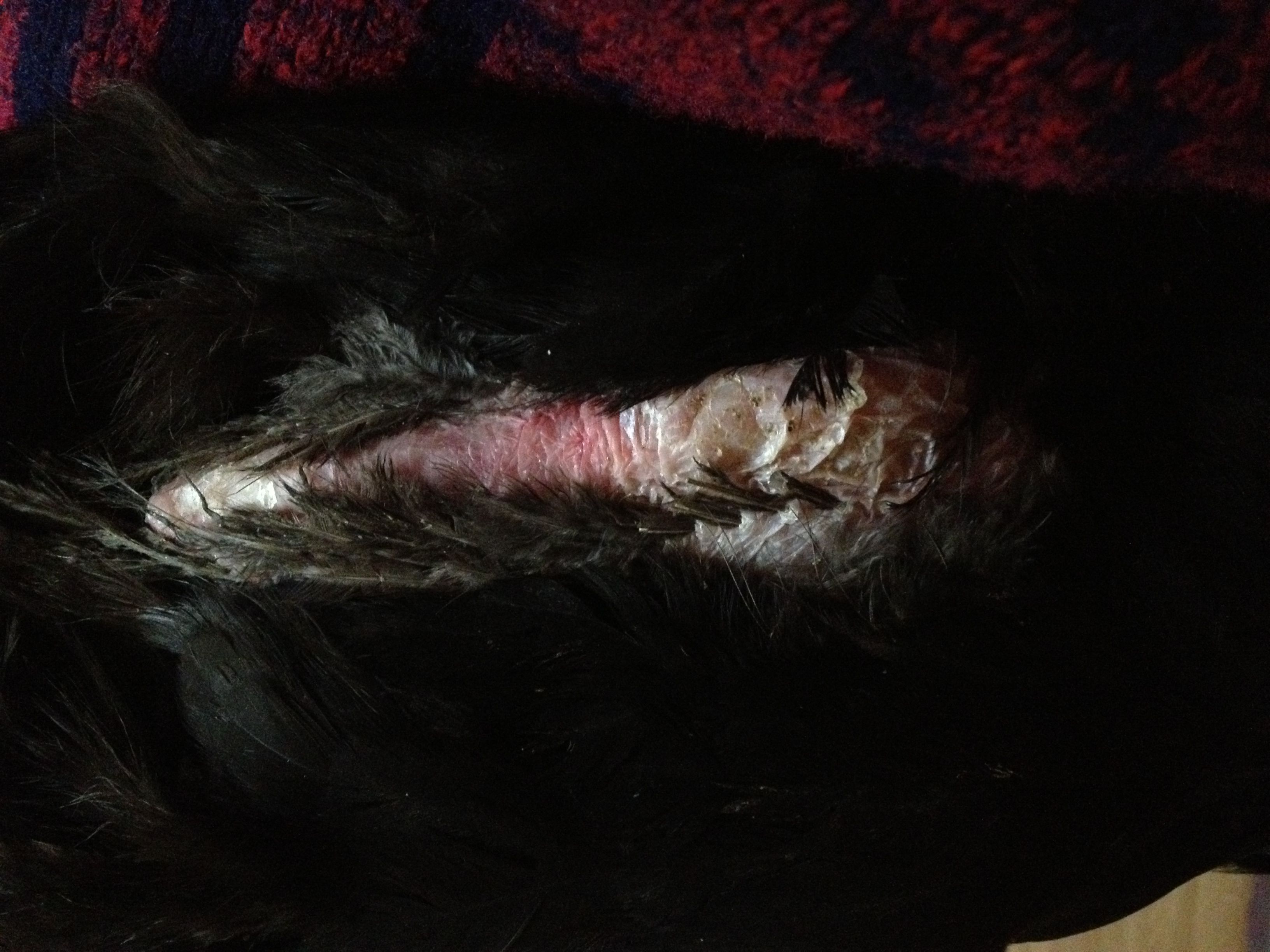 Penny's red & wrinkly tummy skin.